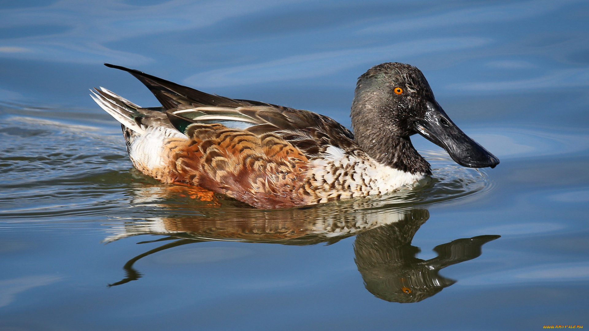 животные, утки, вода, утка