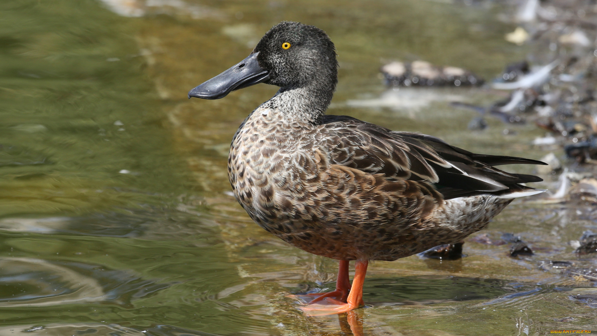 животные, утки, вода, утка