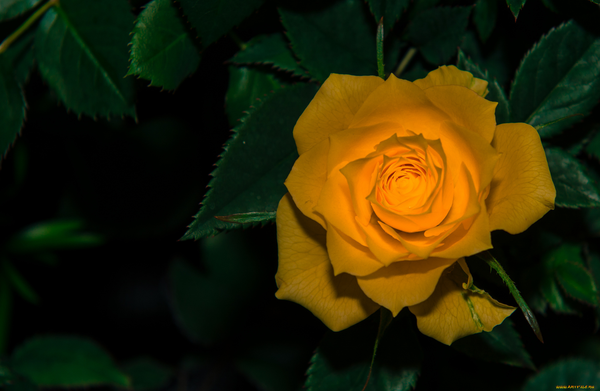 цветы, розы, роза, оранжевая