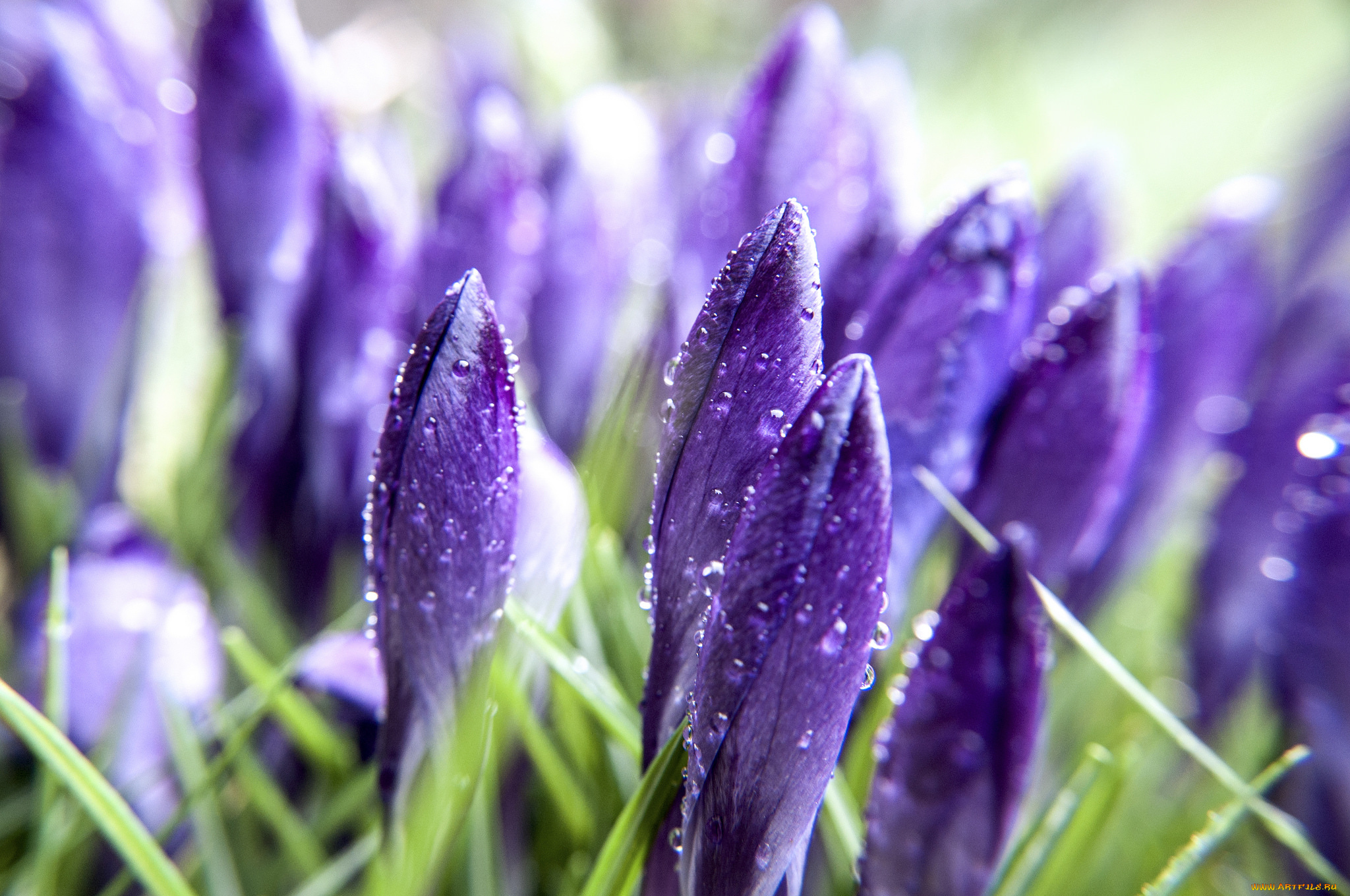 цветы, крокусы, весна, роса, утро