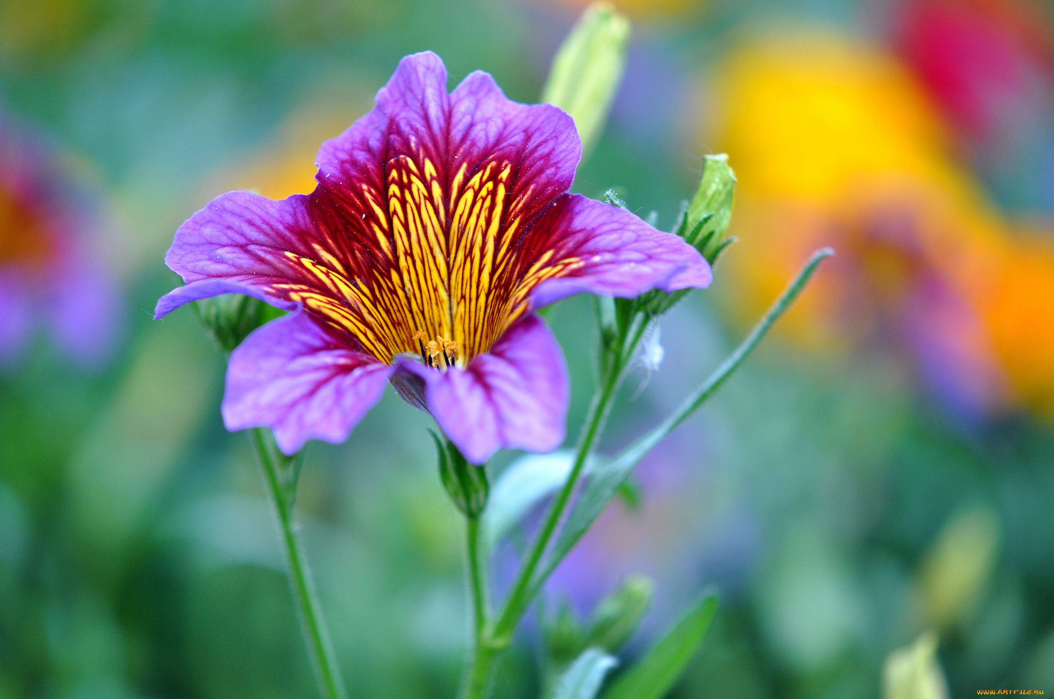 цветы, сальпиглоссис, пестрый