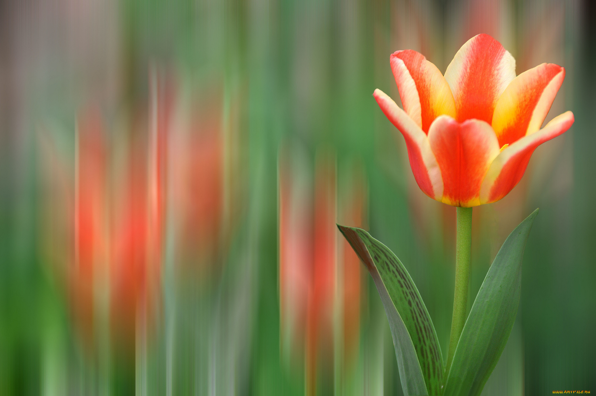 цветы, тюльпаны, пестрый