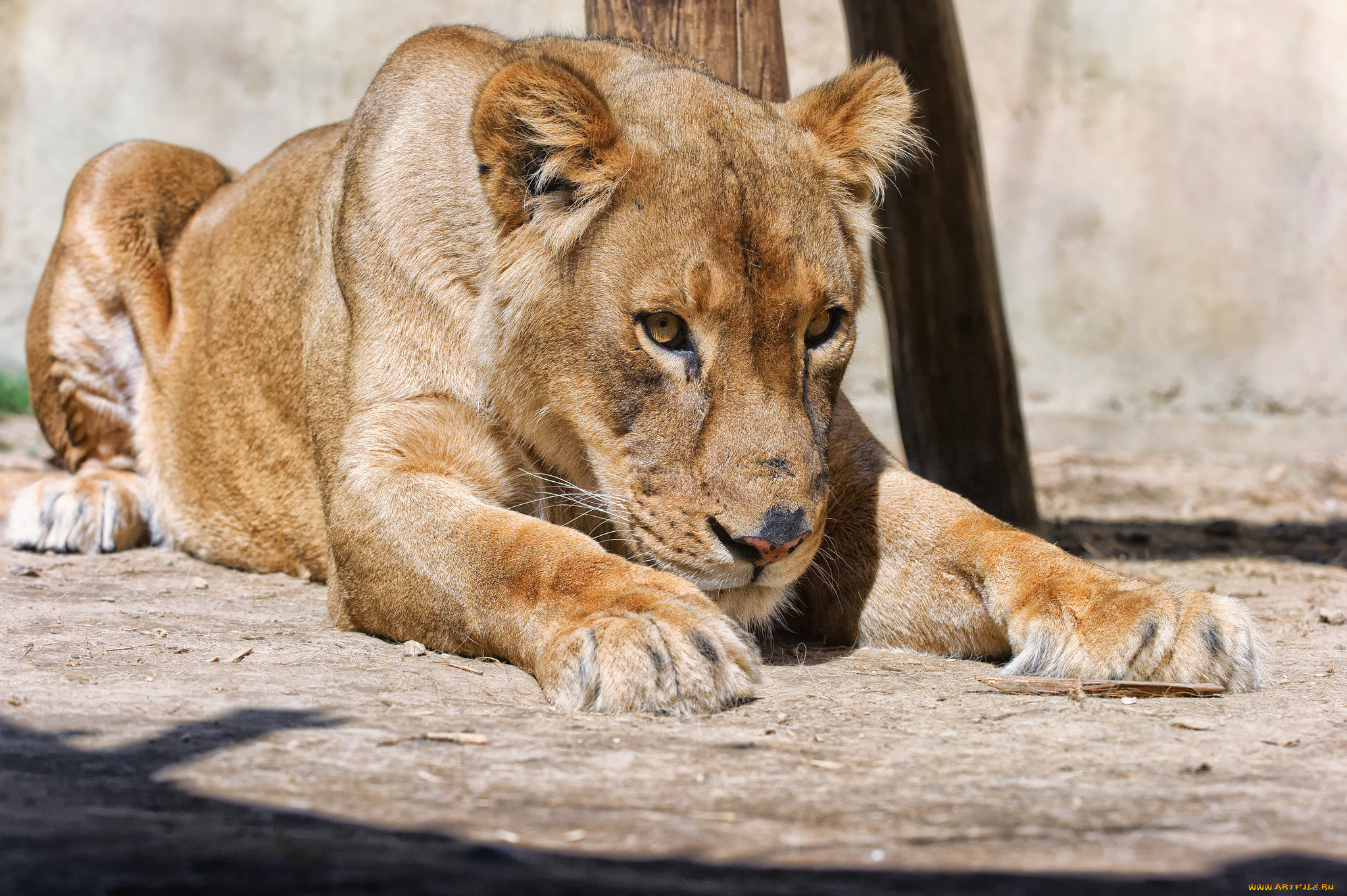 животные, львы, взгляд, кошка, львица
