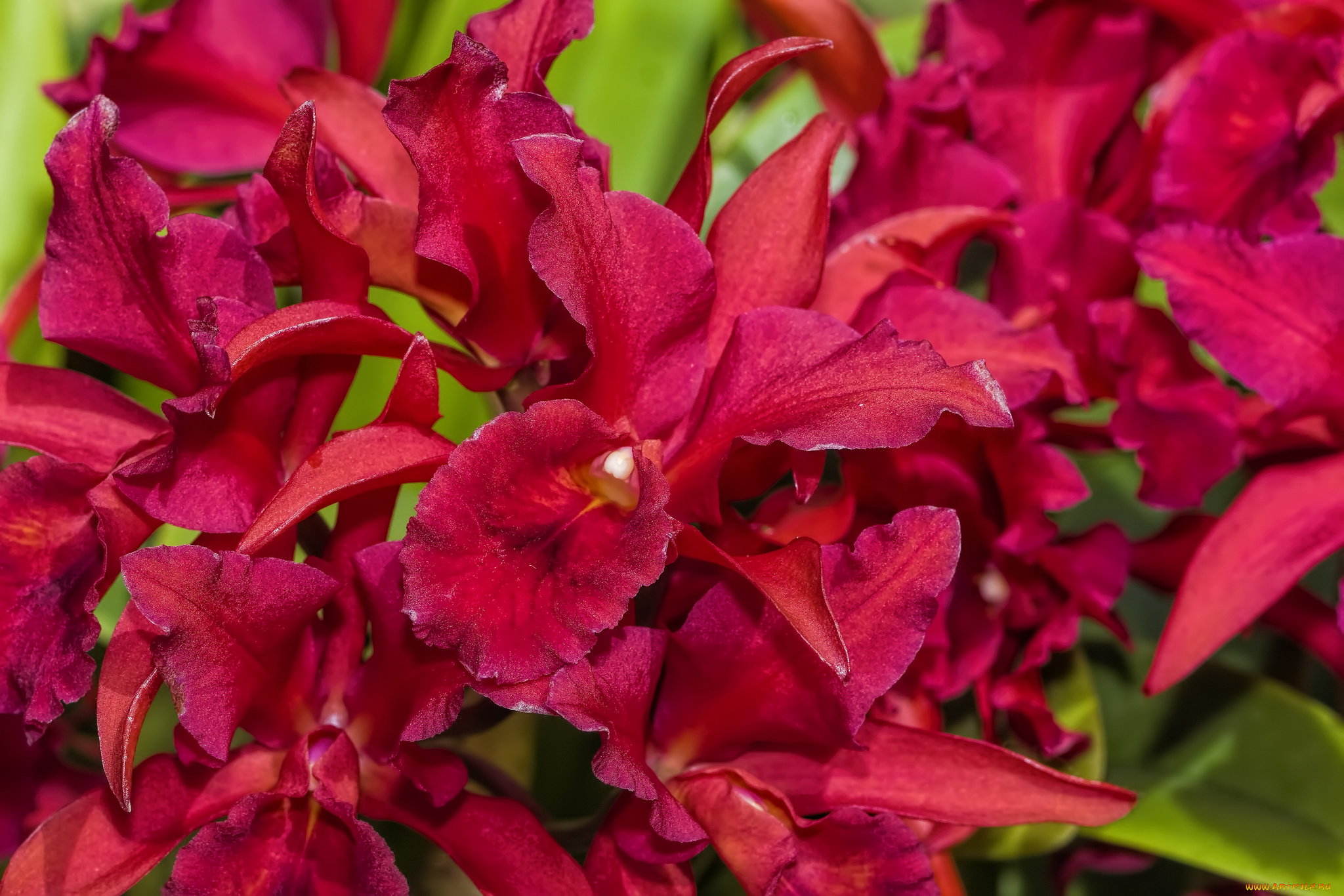 цветы, орхидеи, экзотика