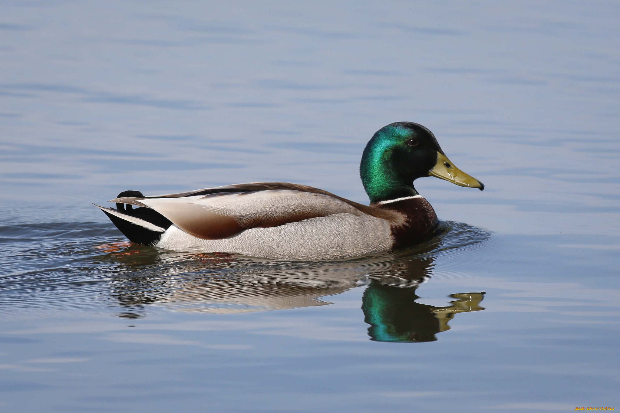 животные, утки, вода, утка