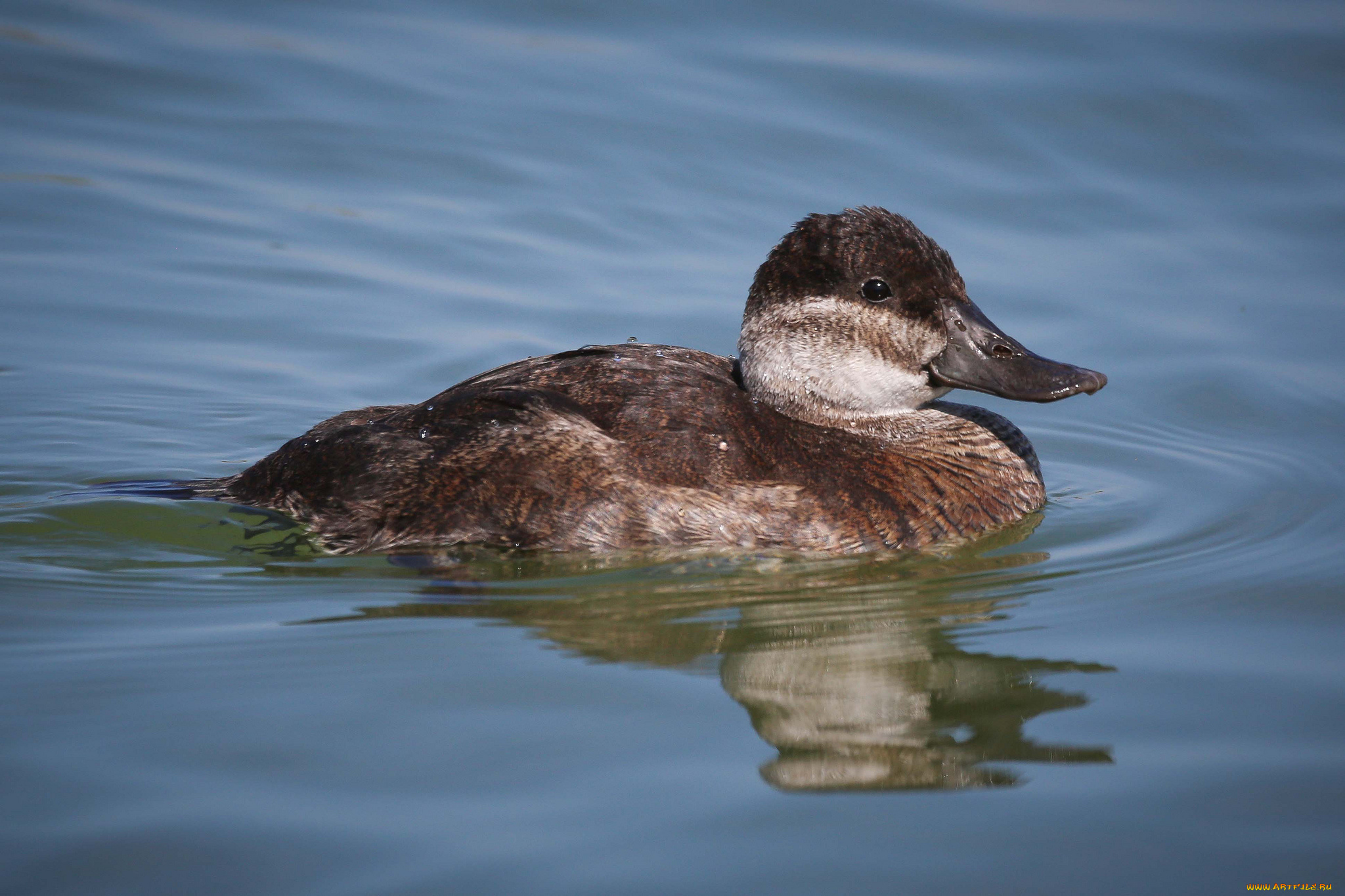 животные, утки, вода, утка