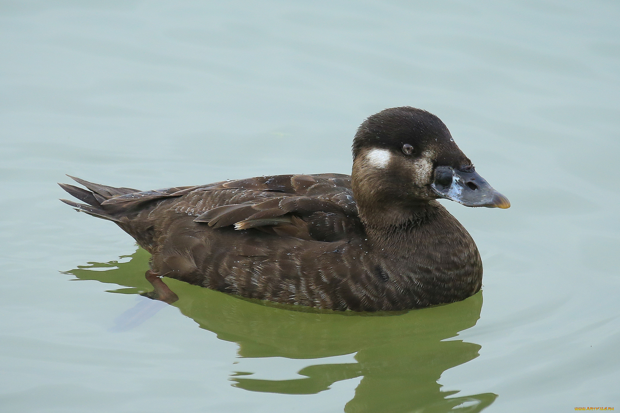 животные, утки, вода, утка