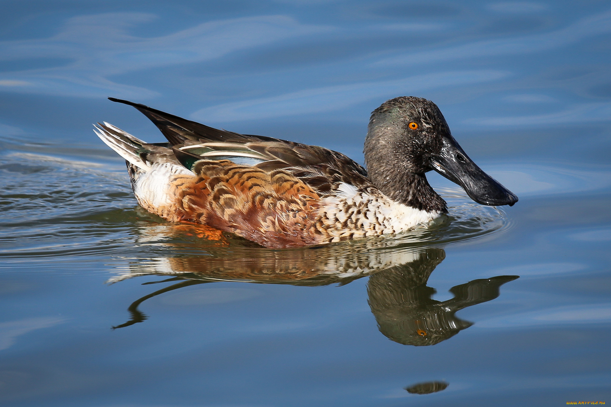 животные, утки, вода, утка