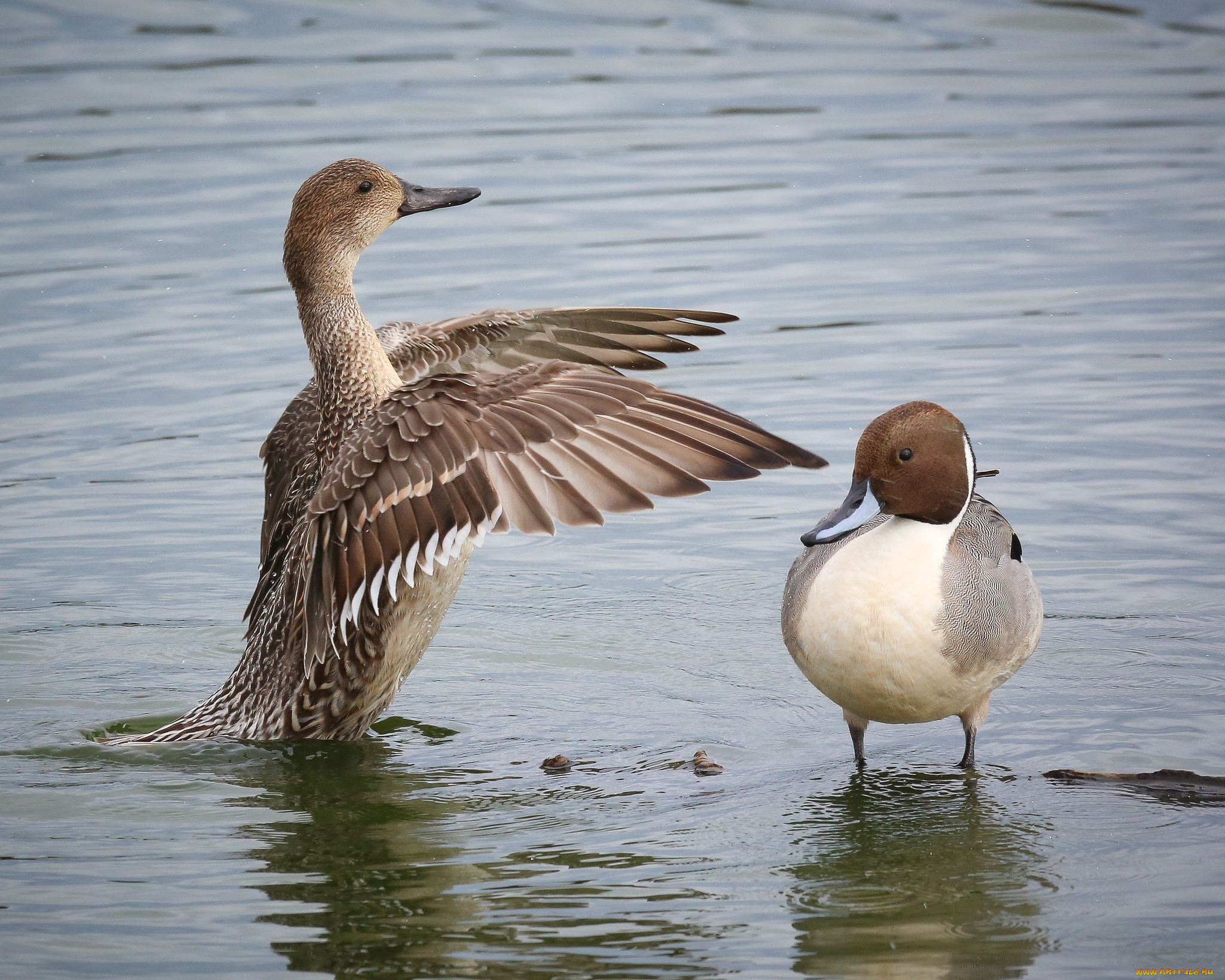 животные, утки, вода