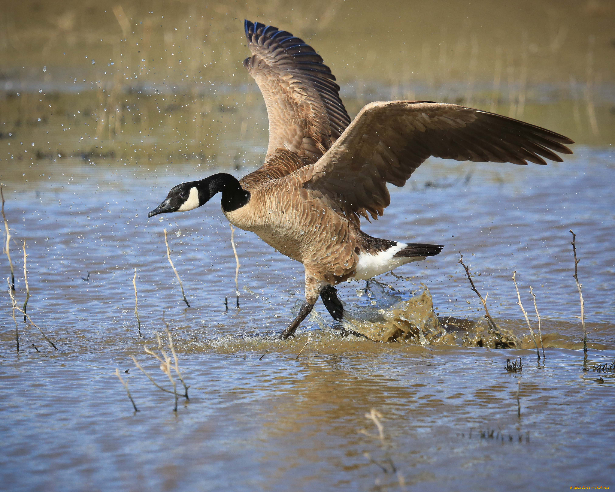 животные, гуси, канадский, гусь