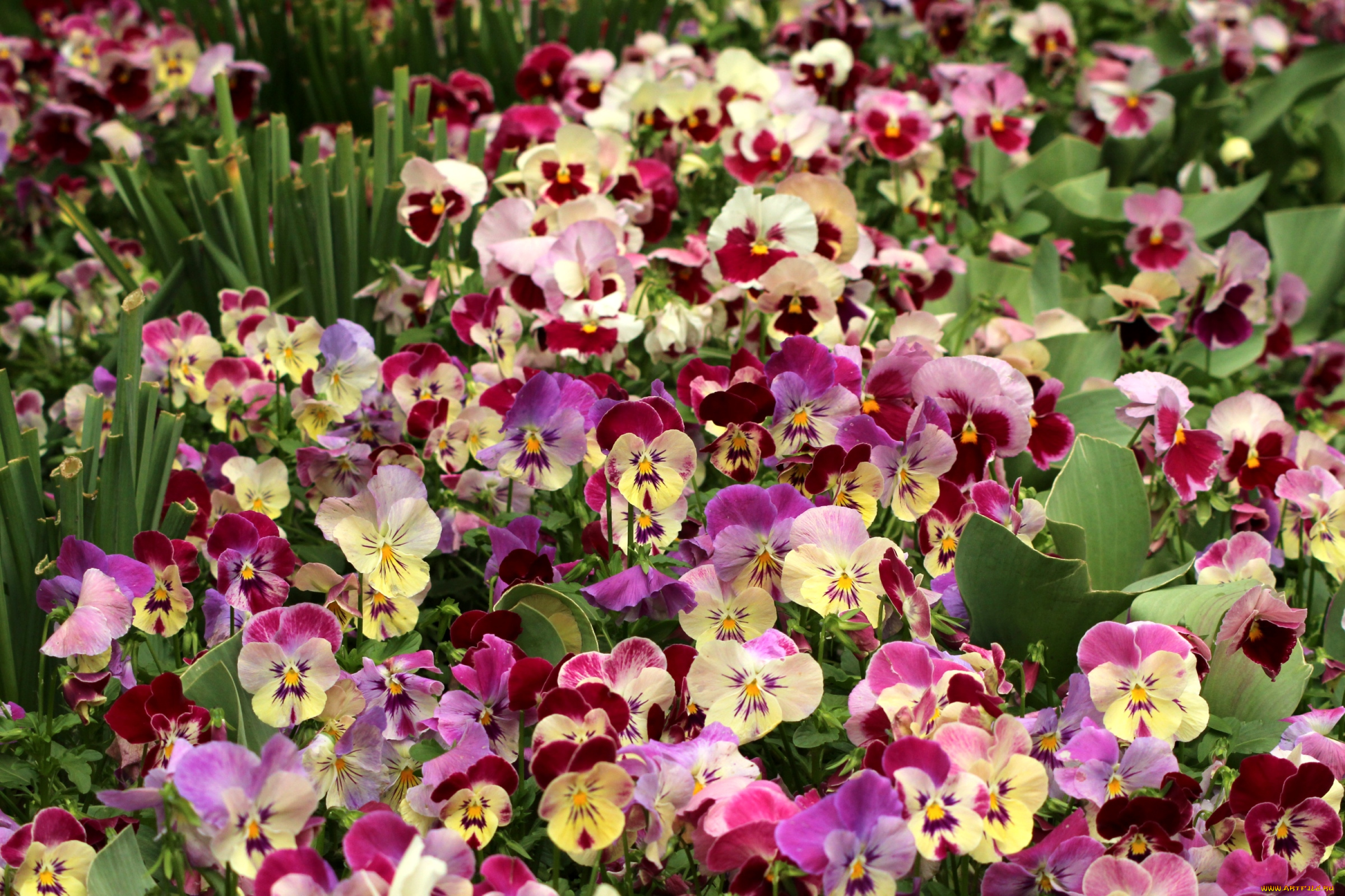 цветы, анютины, глазки, , садовые, фиалки, красота