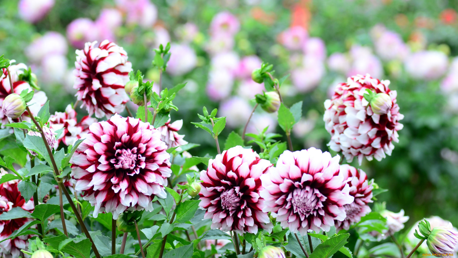 цветы, георгины, пёстрые