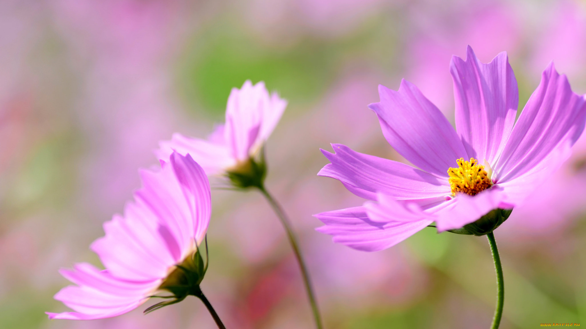 цветы, космея, макро, сиреневые, нежность