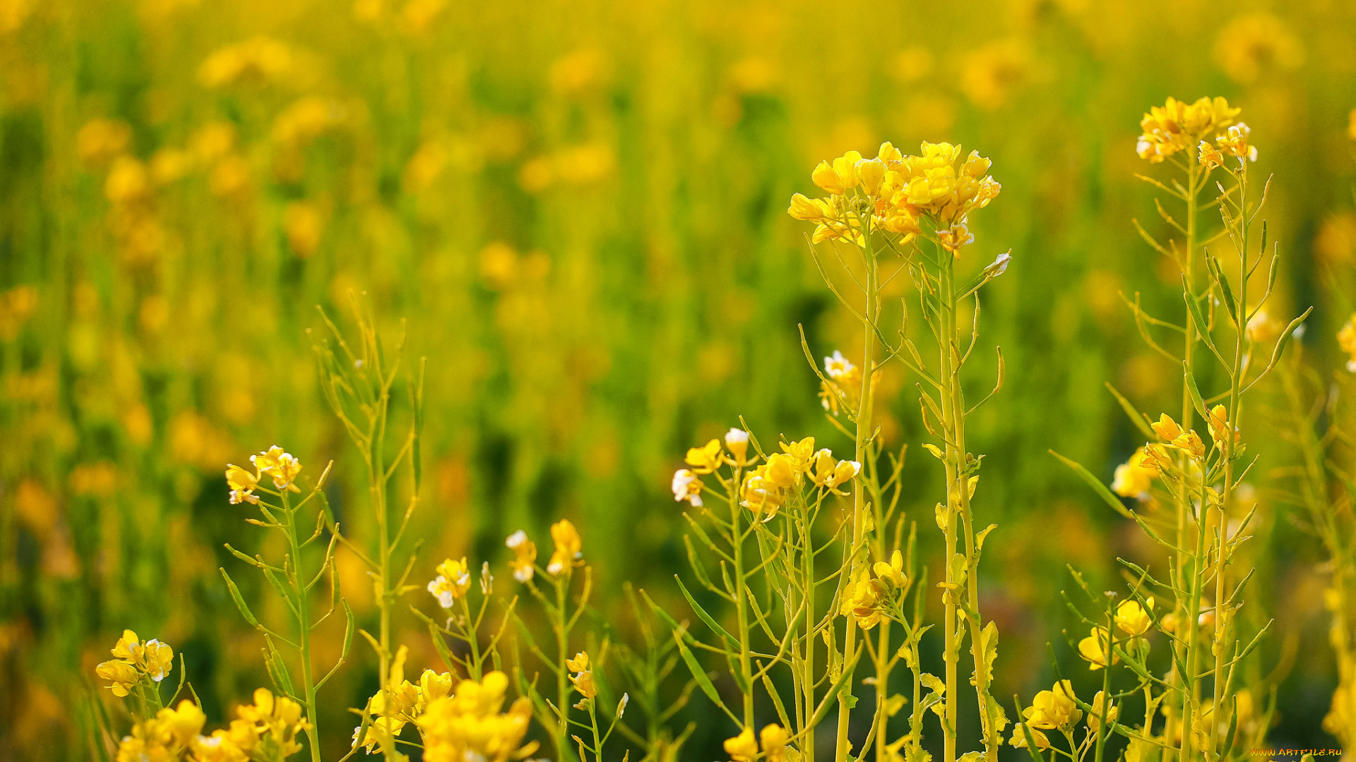 цветы, луговые, , полевые, , цветы, растение, трава, луг, поле