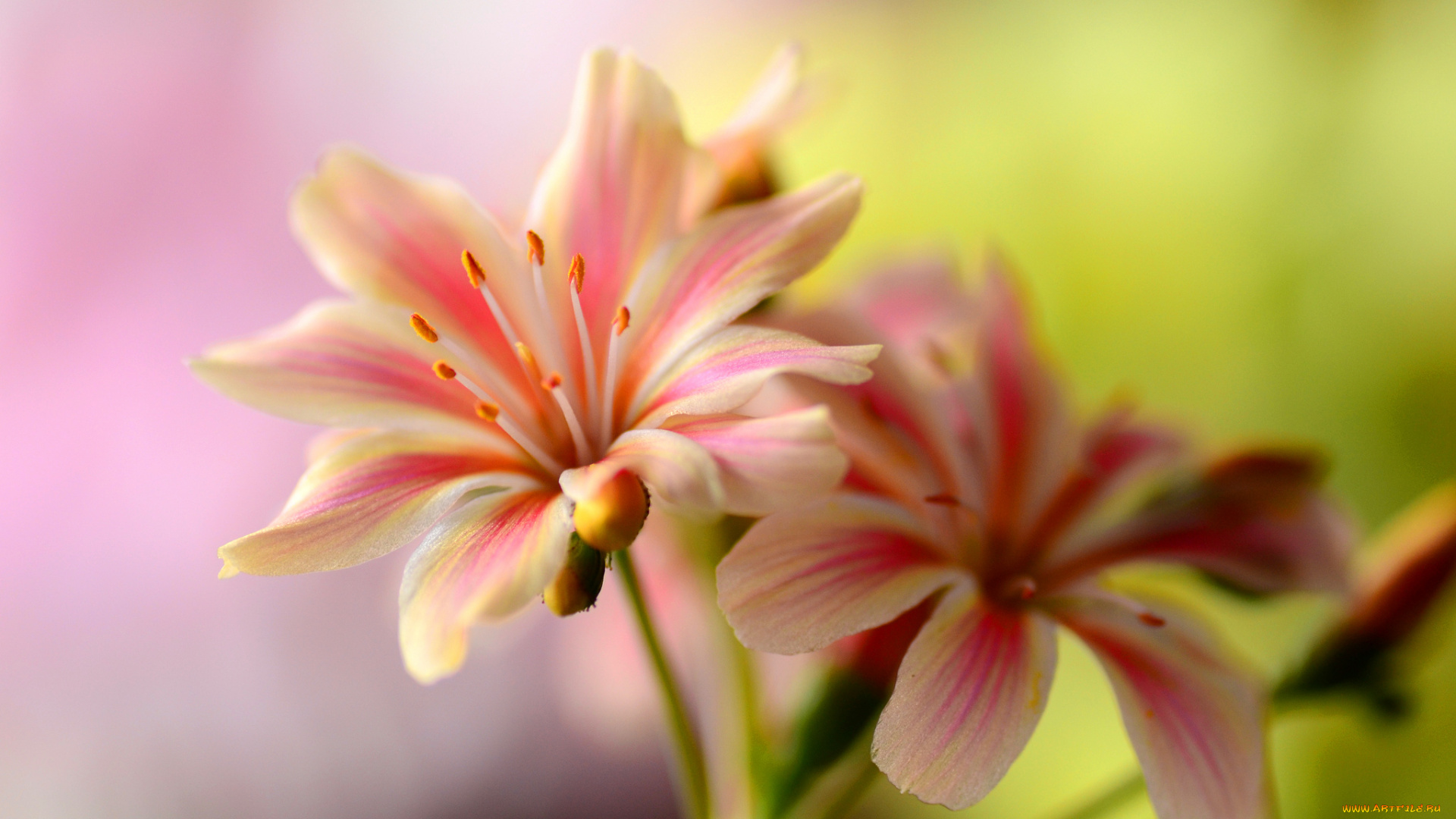 цветы, макро, нежность, цветок, лепестки, тычинки