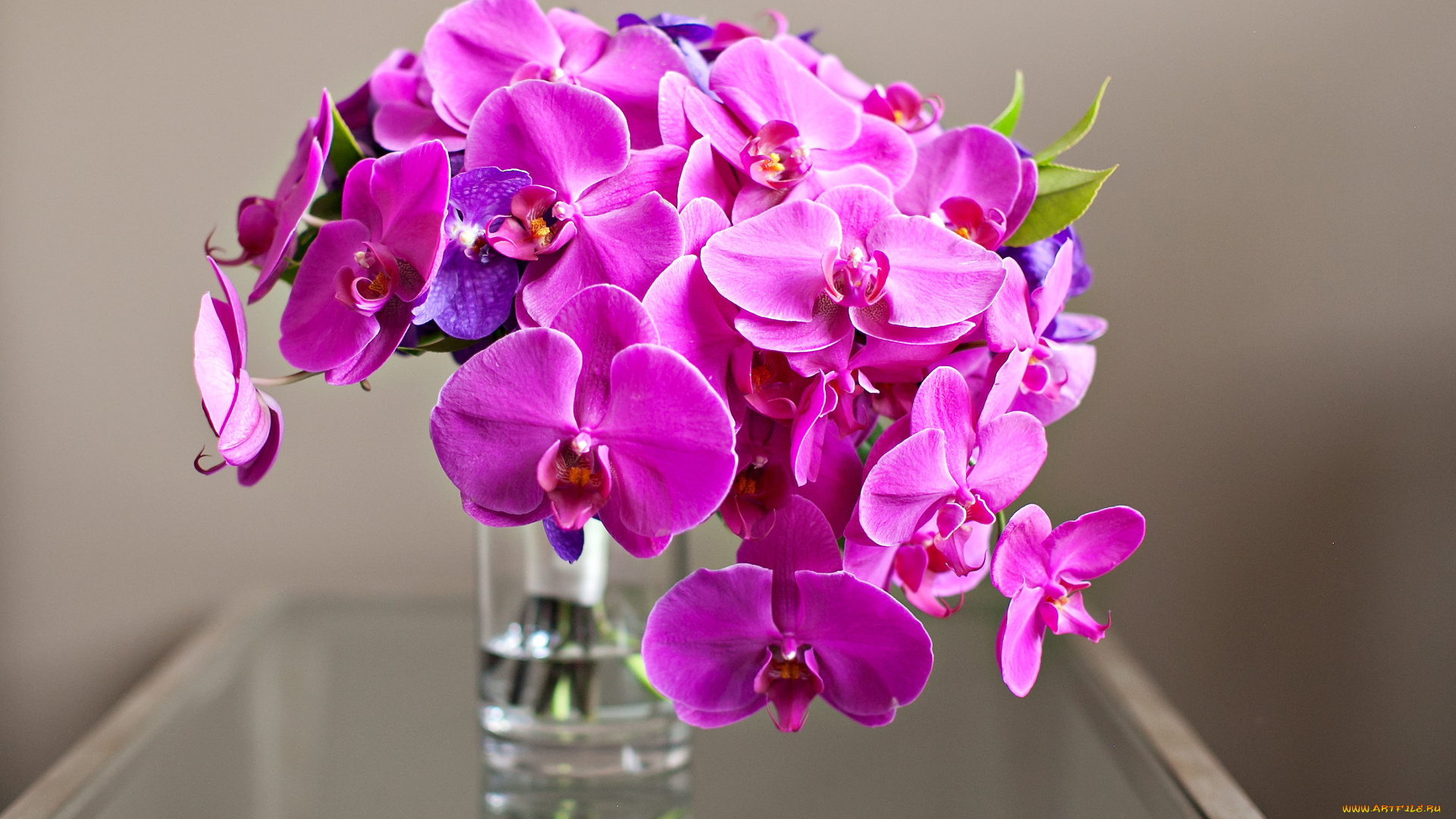 цветы, орхидеи, букет, розовый