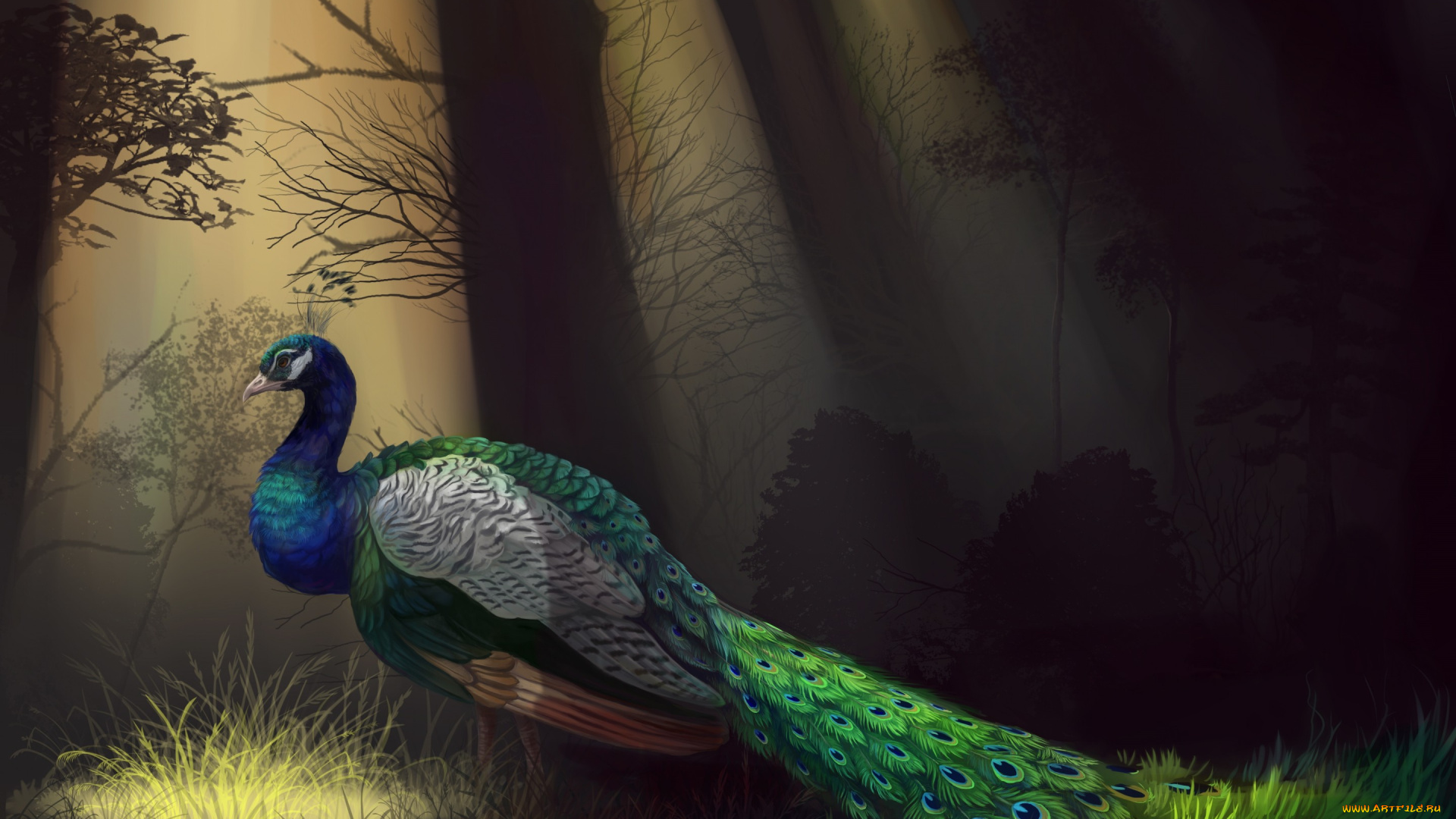 рисованное, животные, , птицы, , павлины, деревья, профиль, перья, птица, павлин