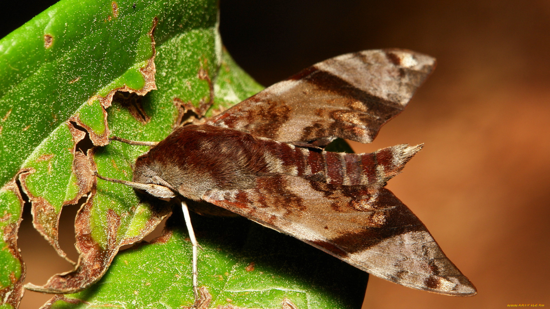 животные, бабочки, , мотыльки, , моли, крылья, бабочка, макро, itchydogimages