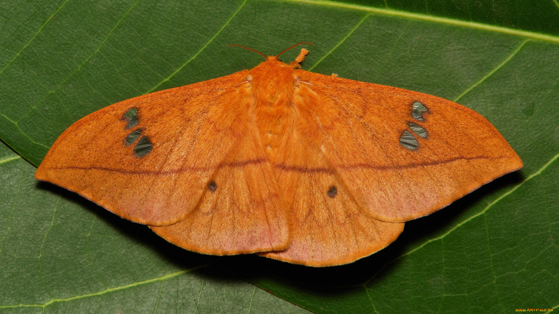 животные, бабочки, , мотыльки, , моли, макро, itchydogimages, мотылёк, насекомое