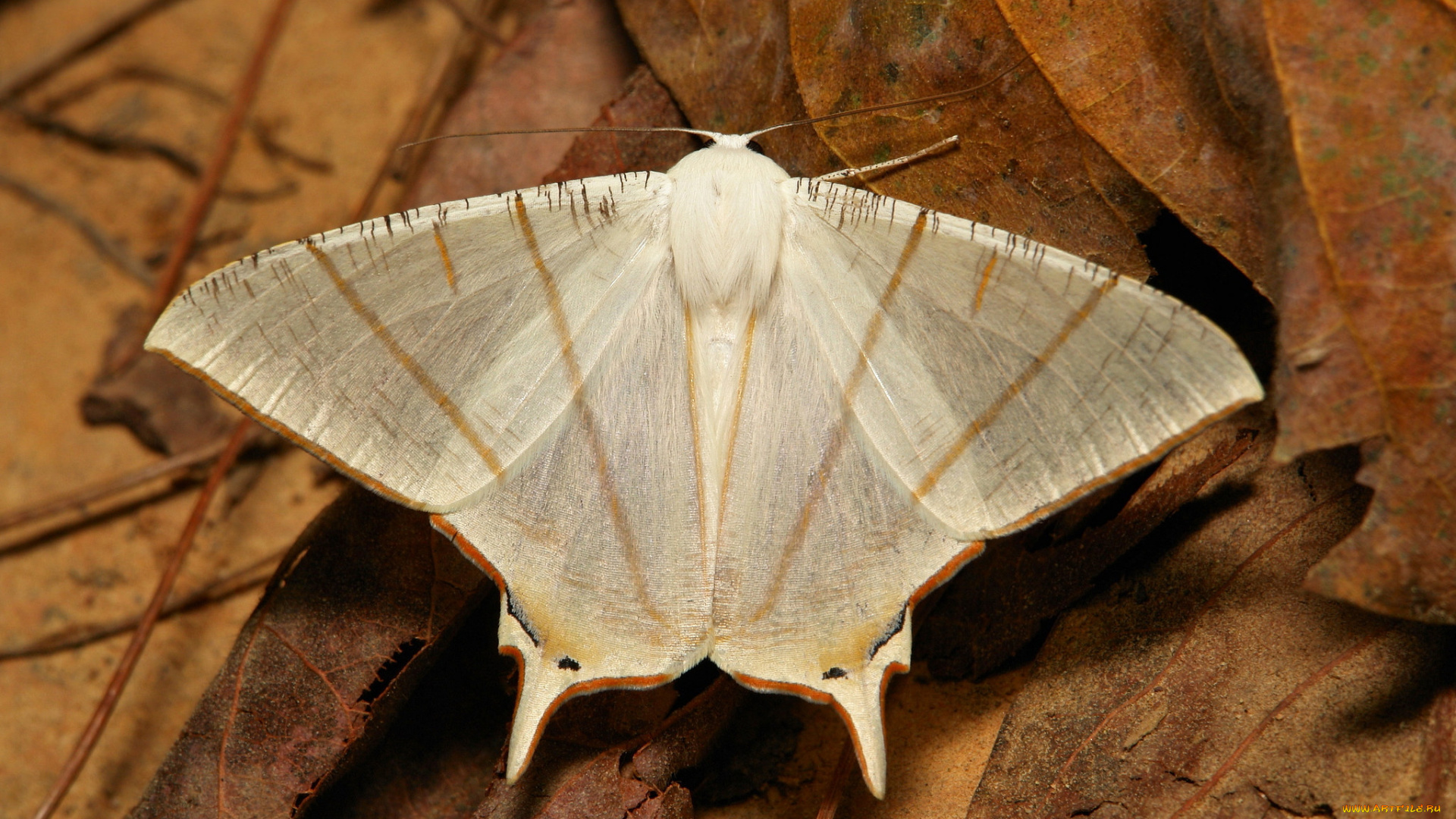 животные, бабочки, , мотыльки, , моли, узор, усики, крылья, моль, itchydogimages, макро