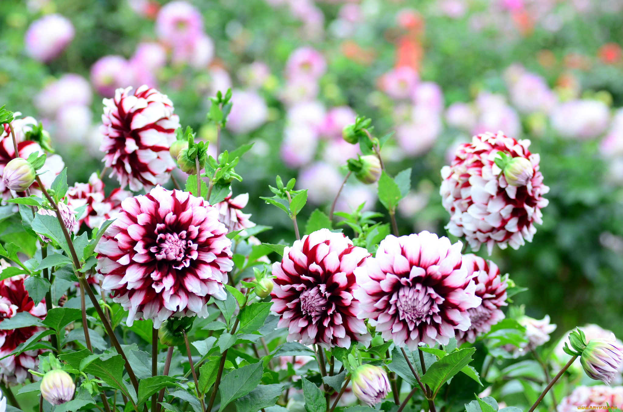 цветы, георгины, пёстрые