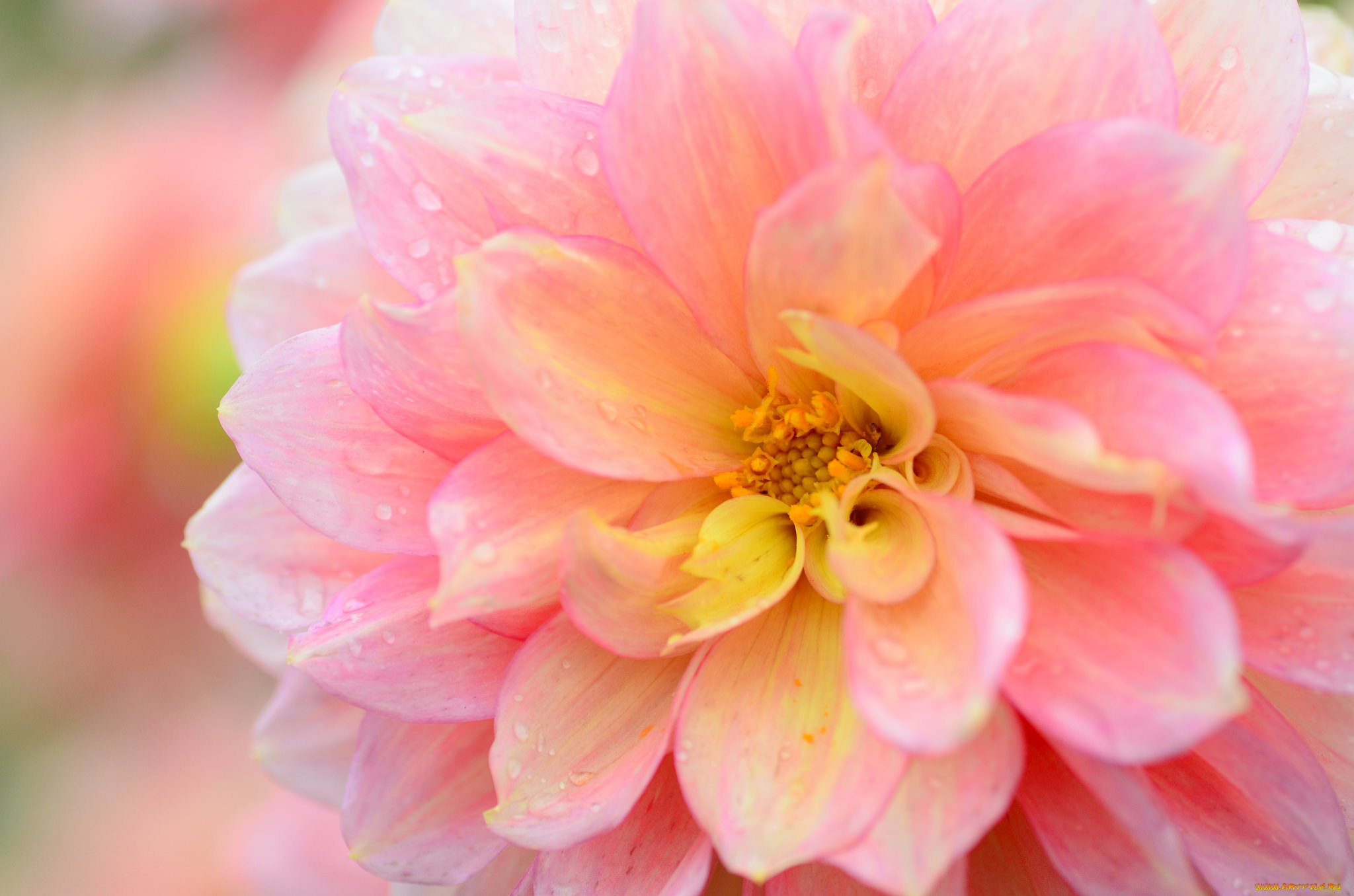 цветы, георгины, пёстрые