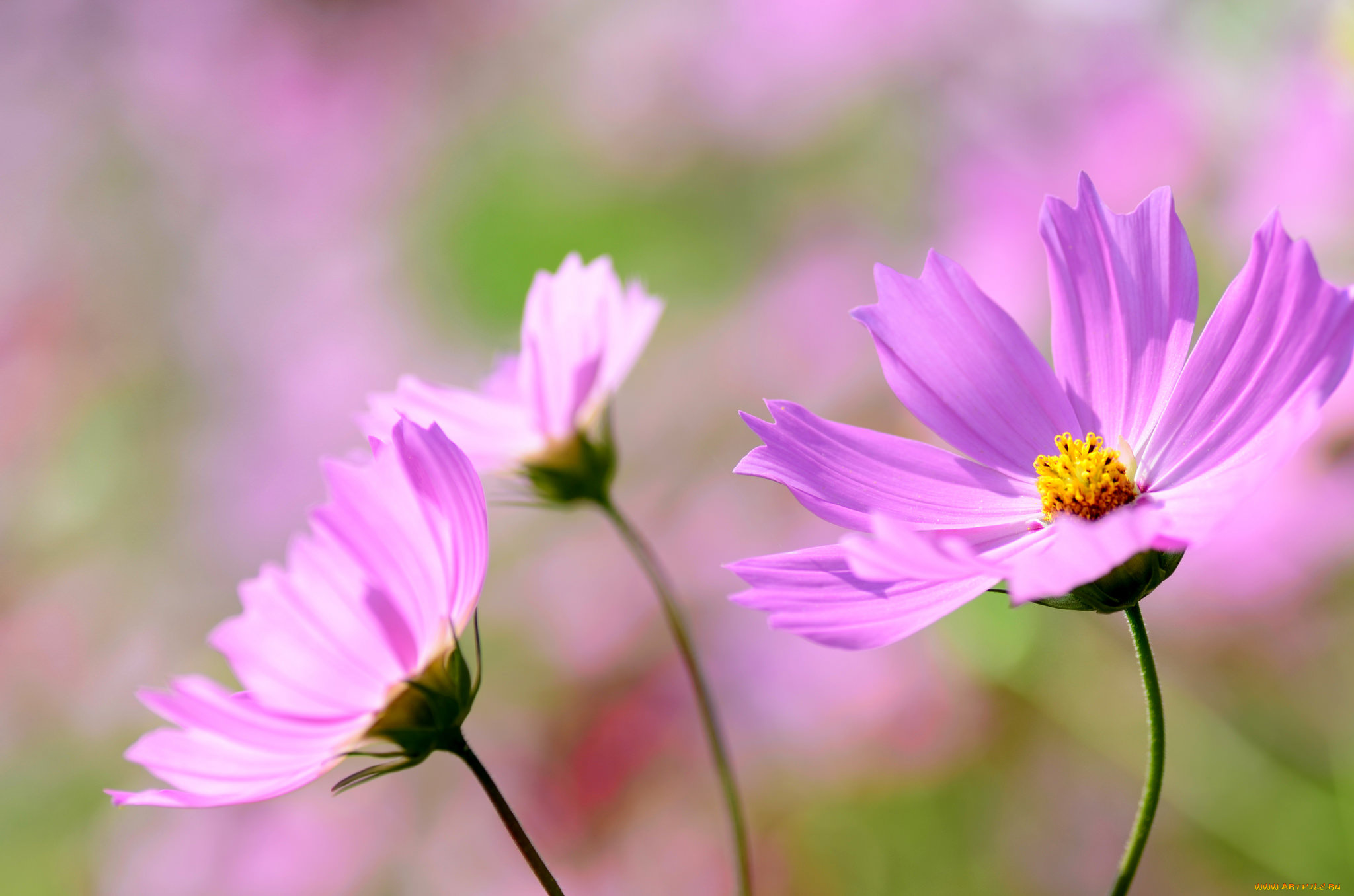 цветы, космея, макро, сиреневые, нежность