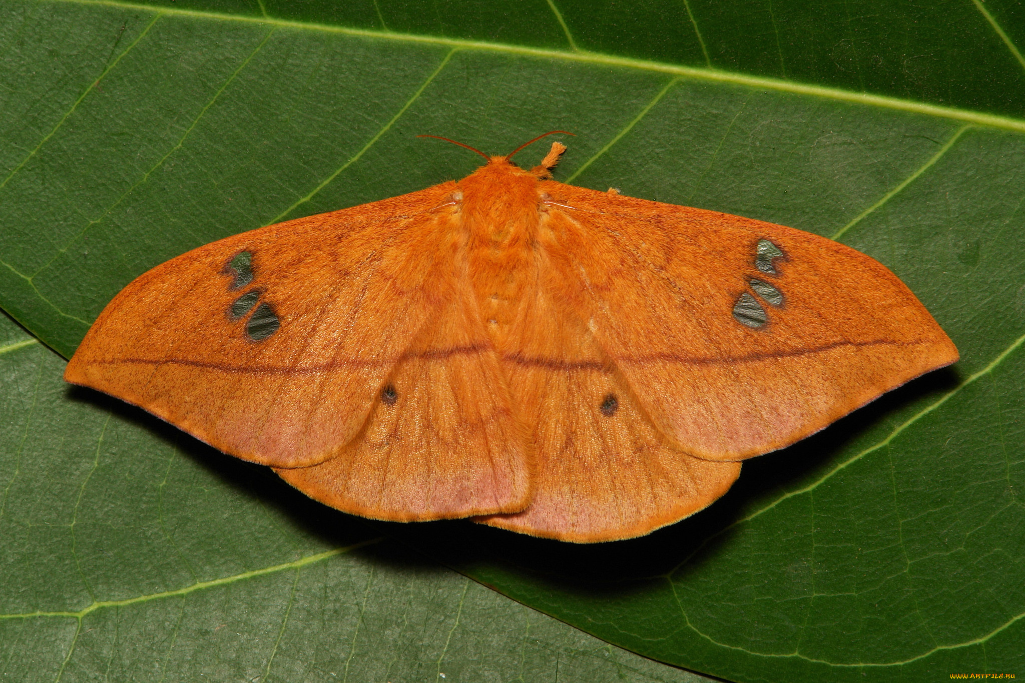 животные, бабочки, , мотыльки, , моли, макро, itchydogimages, мотылёк, насекомое