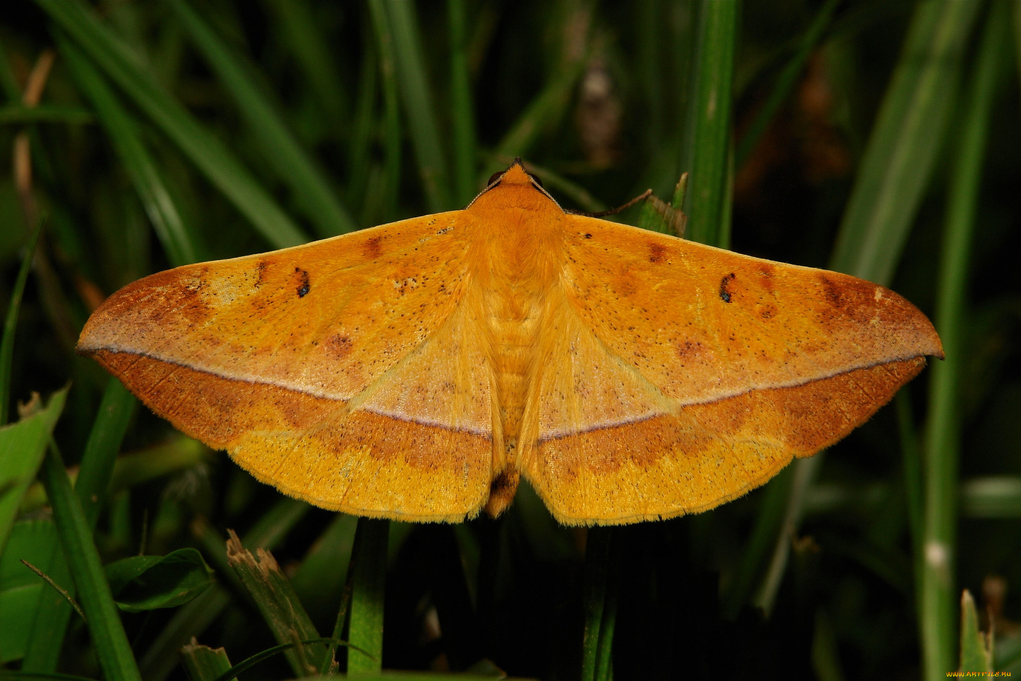 животные, бабочки, , мотыльки, , моли, мотылёк, моль, макро, itchydogimages