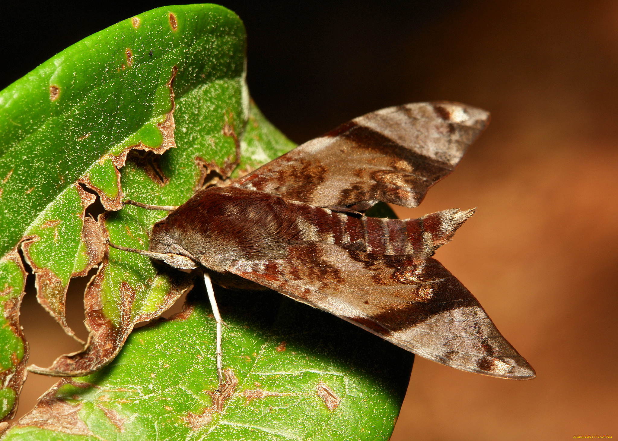 животные, бабочки, , мотыльки, , моли, крылья, бабочка, макро, itchydogimages