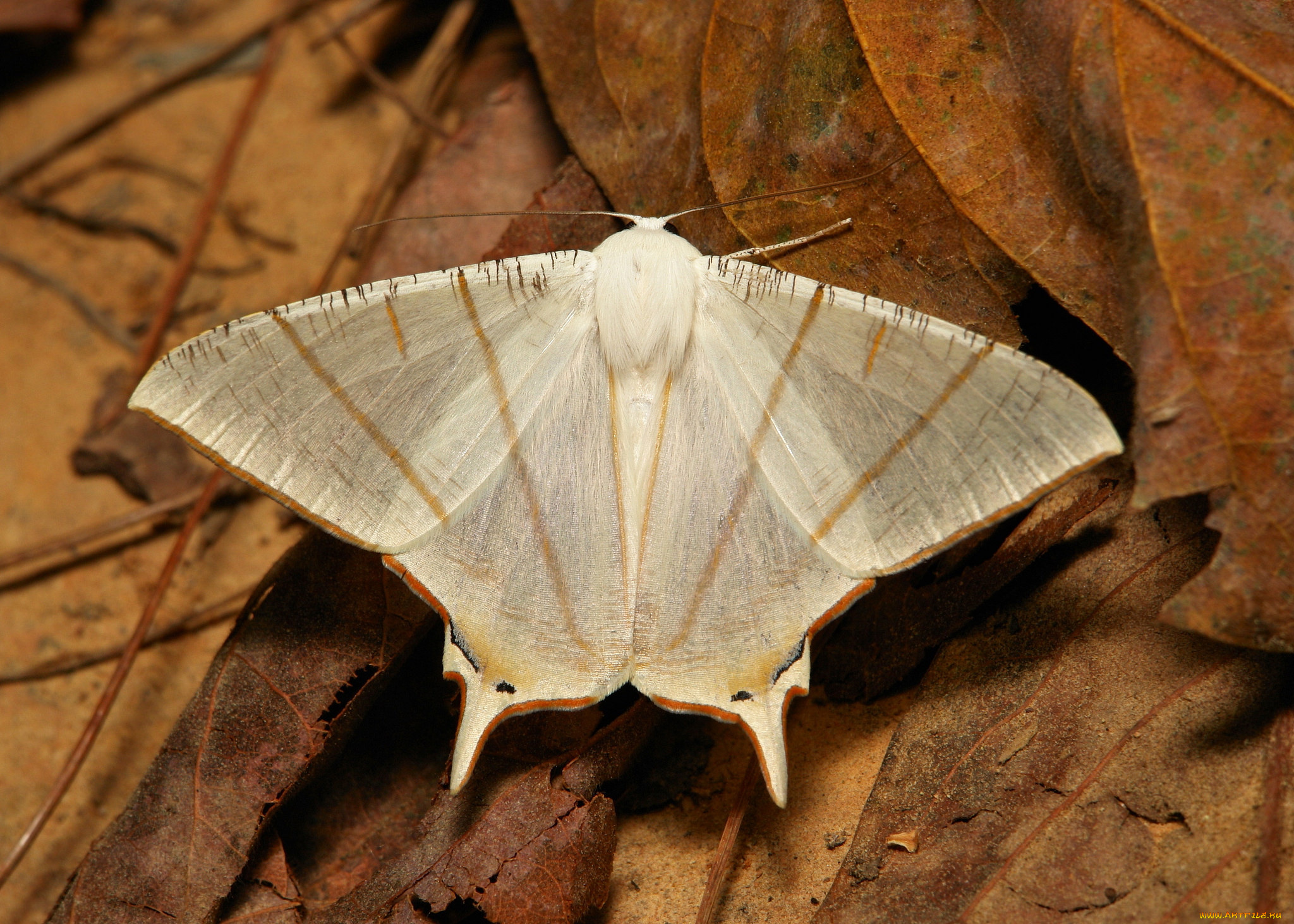 животные, бабочки, , мотыльки, , моли, узор, усики, крылья, моль, itchydogimages, макро