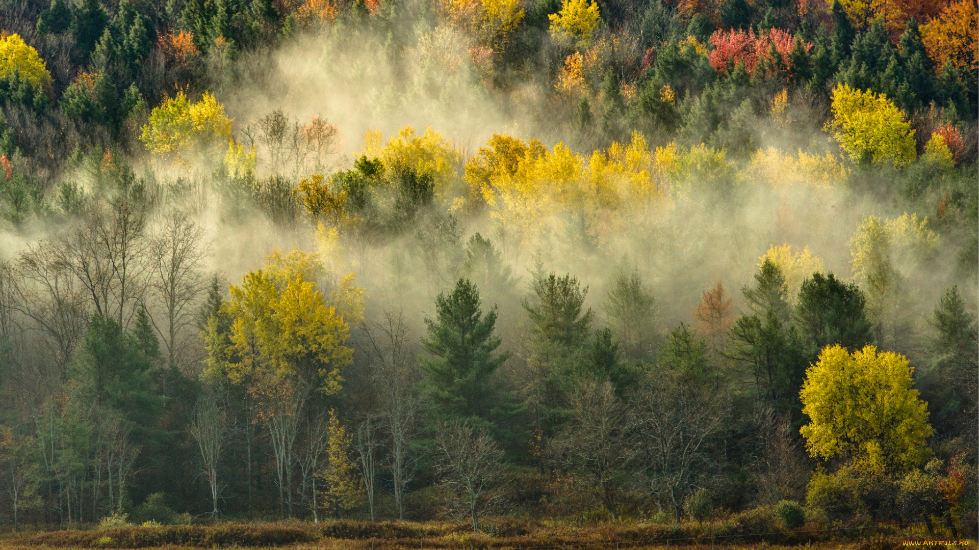 природа, лес, деревья