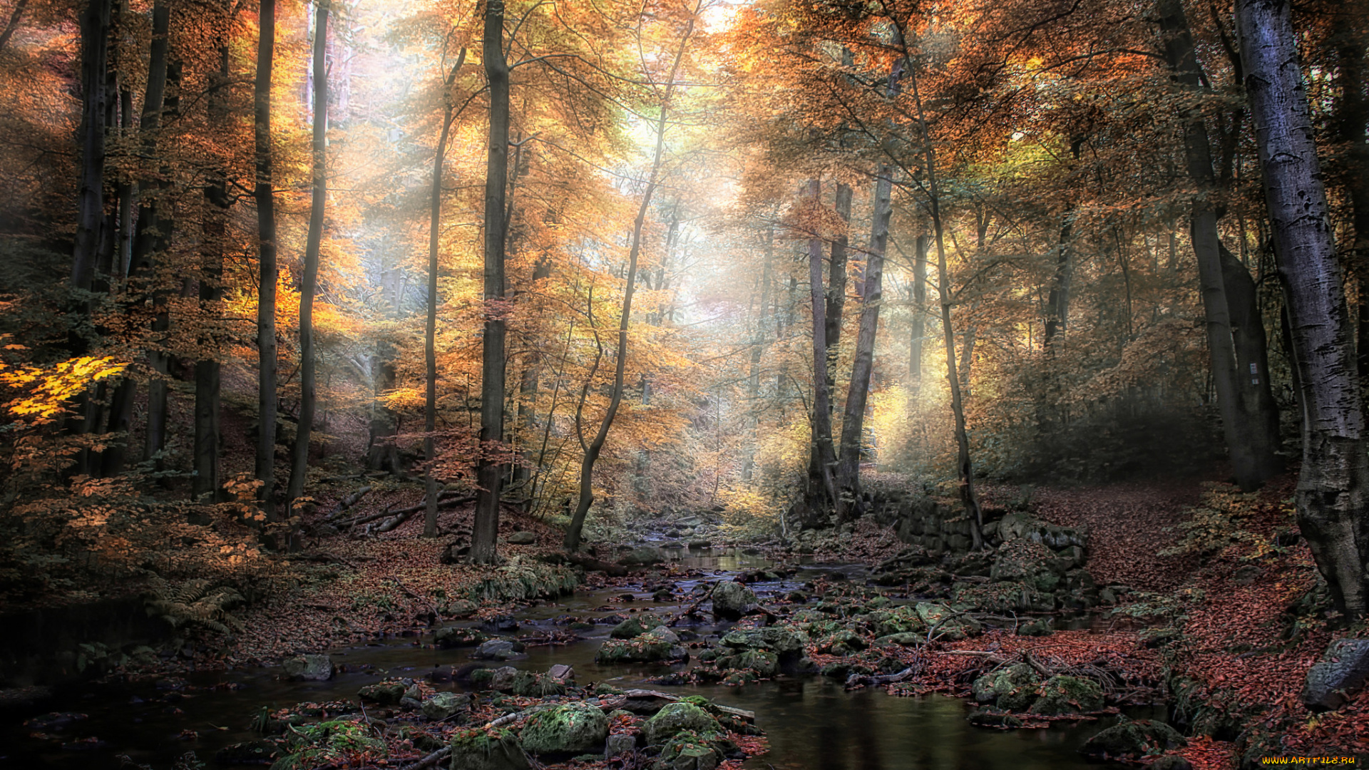 природа, лес, деревья