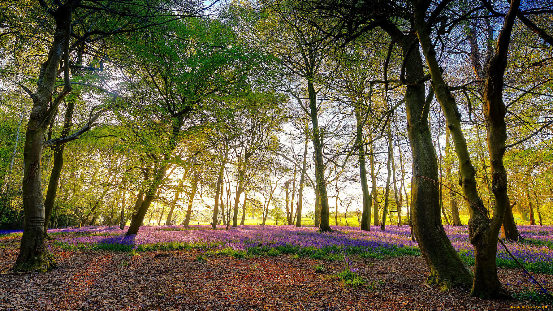 природа, лес, деревья