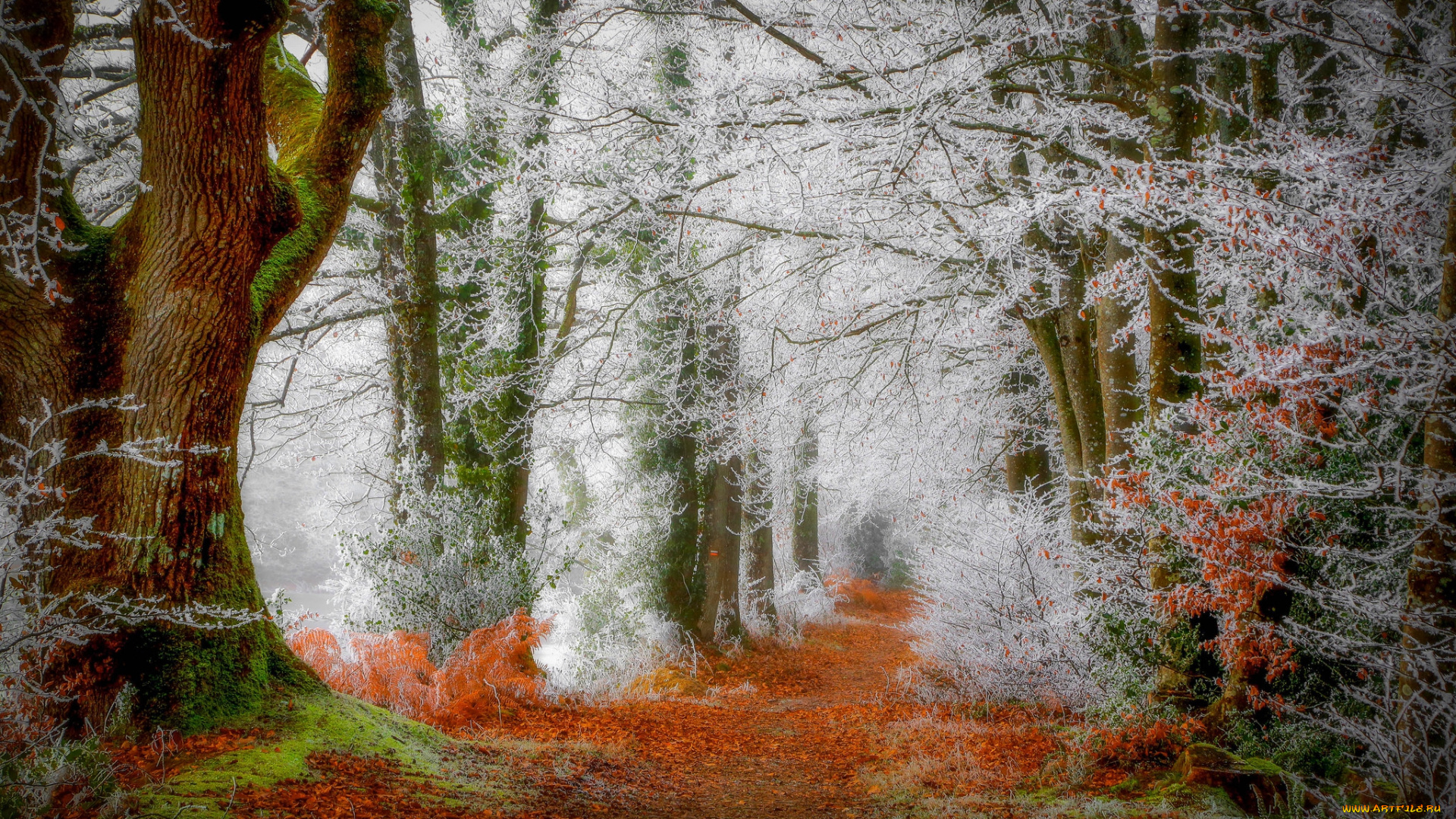 природа, лес, осень