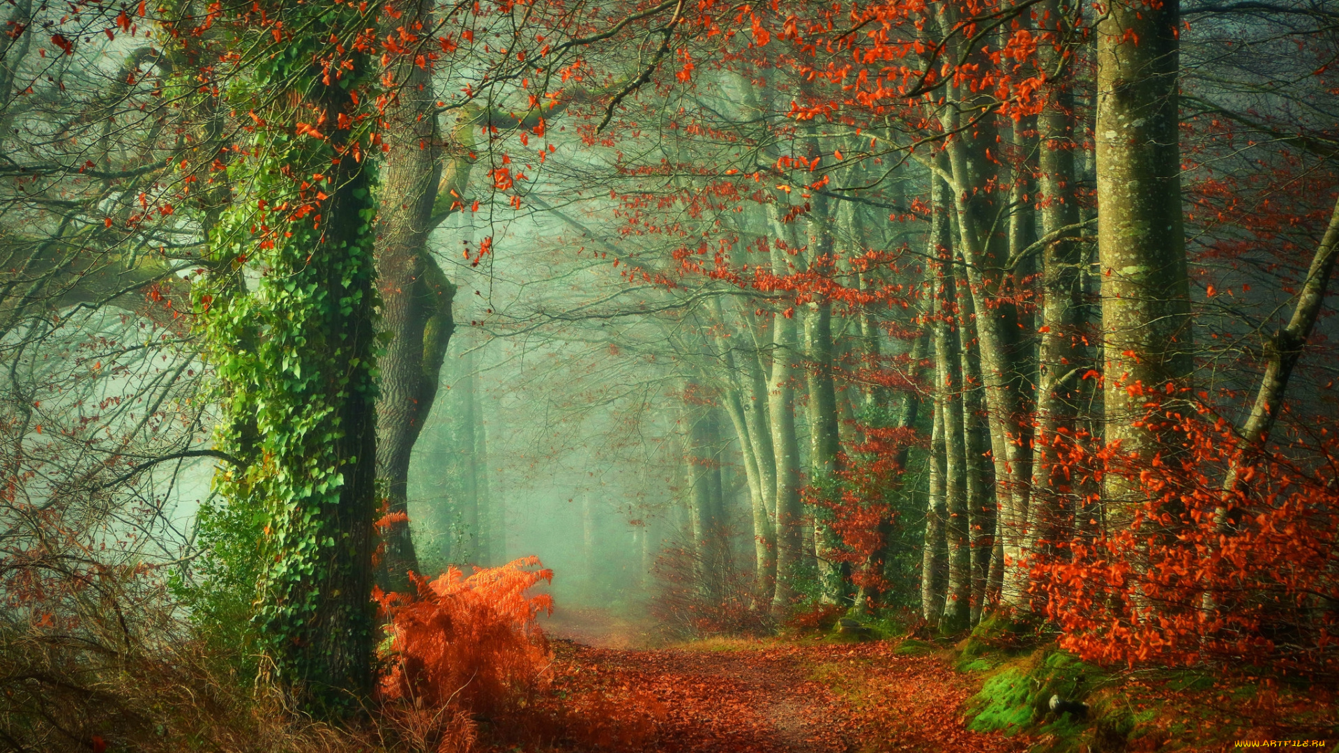 природа, лес, осень