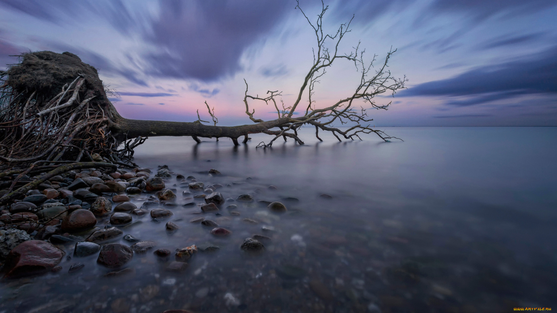природа, побережье, гладь, залив, выдержка, дерево, море, корни, дания, камни