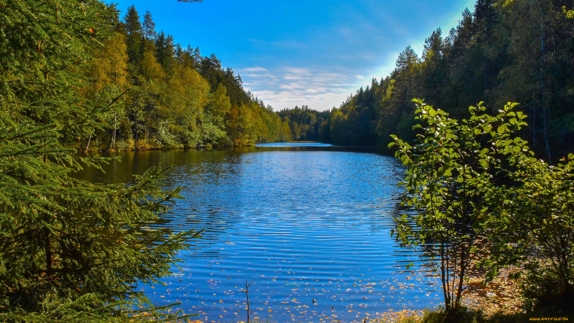 природа, реки, озера, озеро, лес, деревья, пейзаж