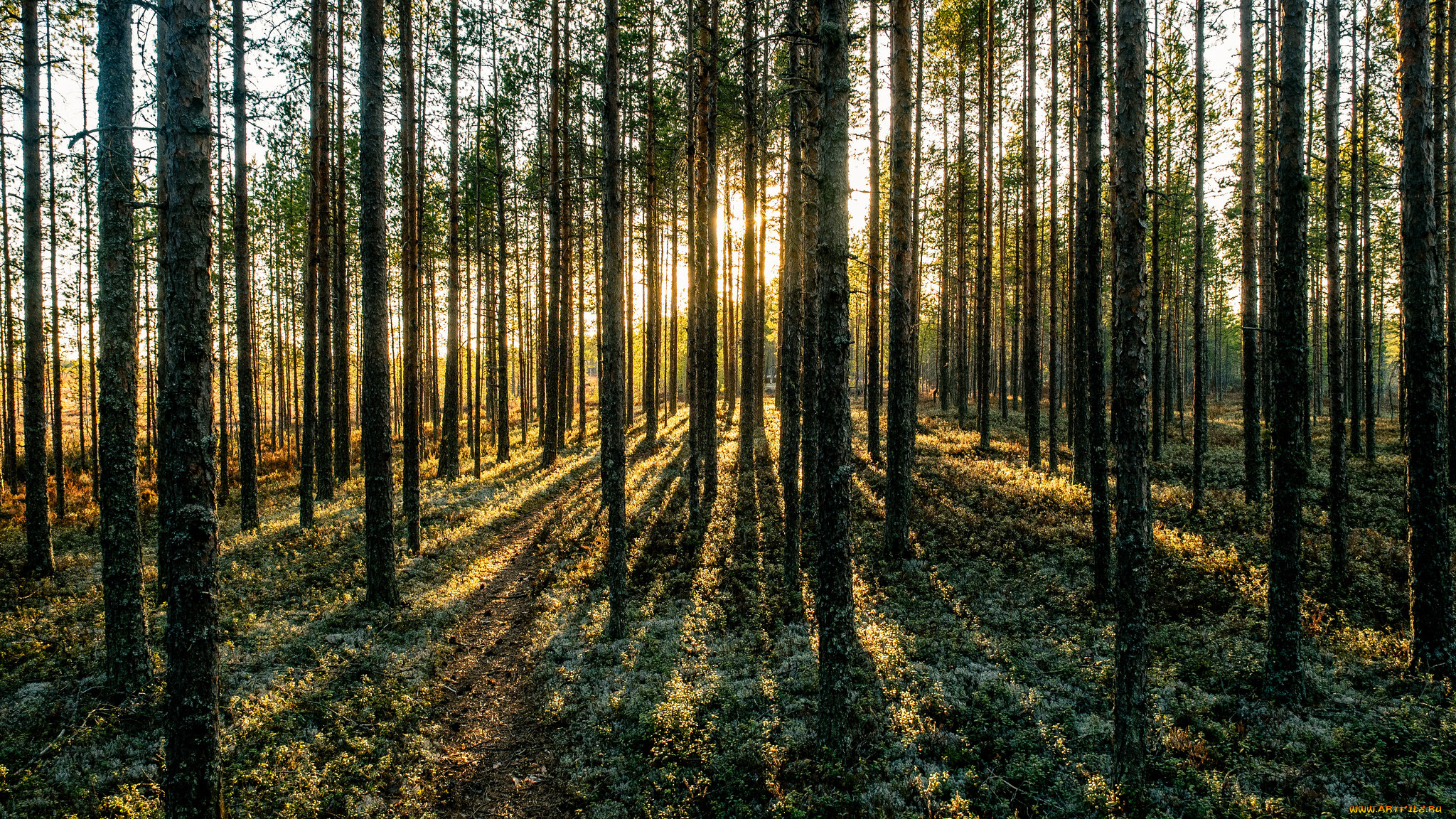 природа, лес, деревья