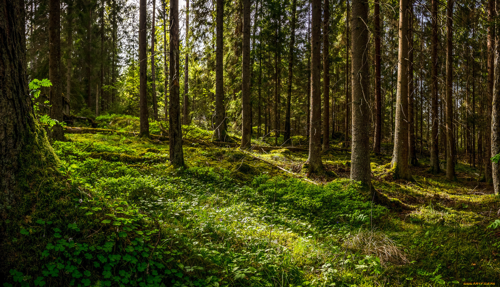 природа, лес, деревья