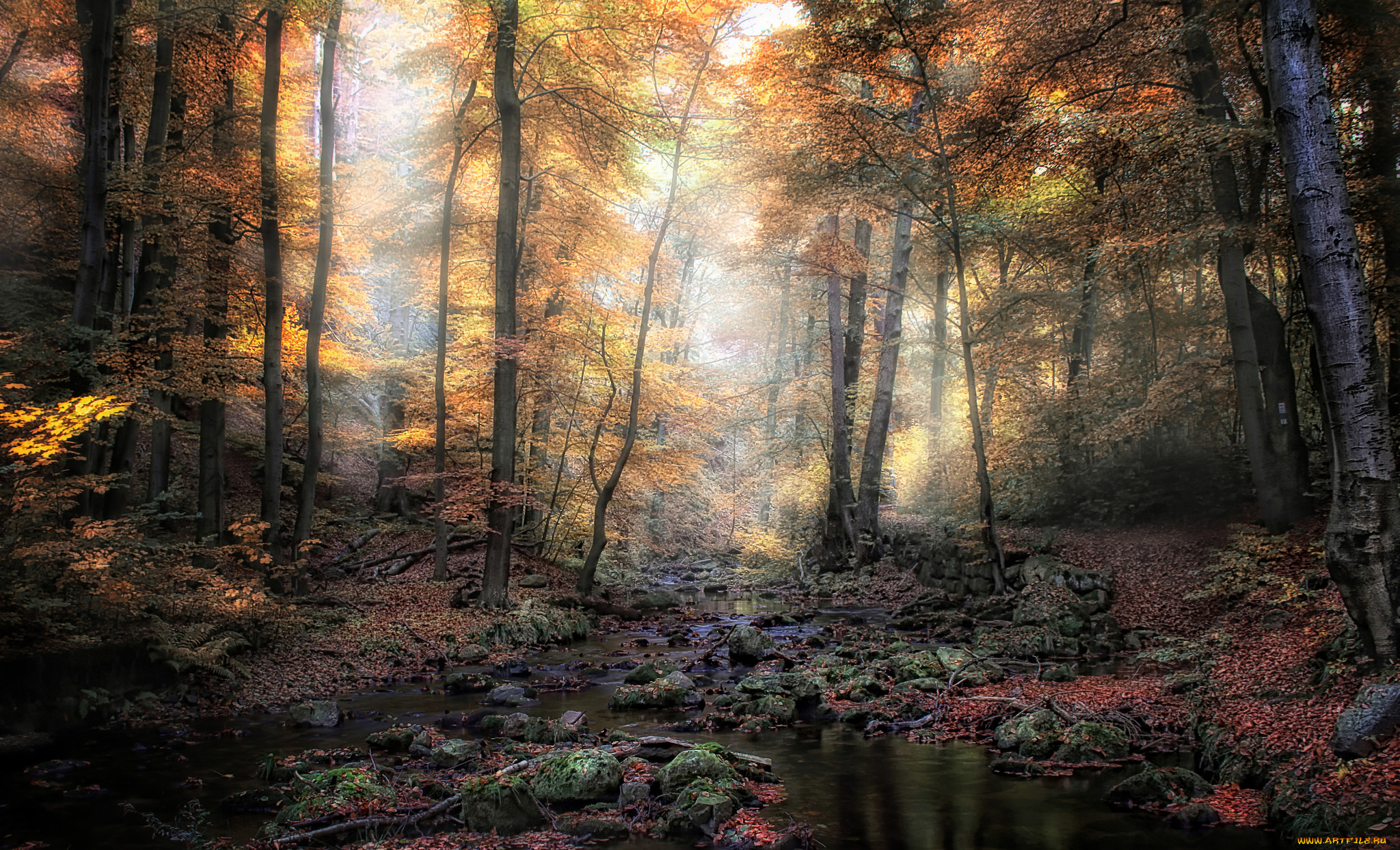 природа, лес, деревья