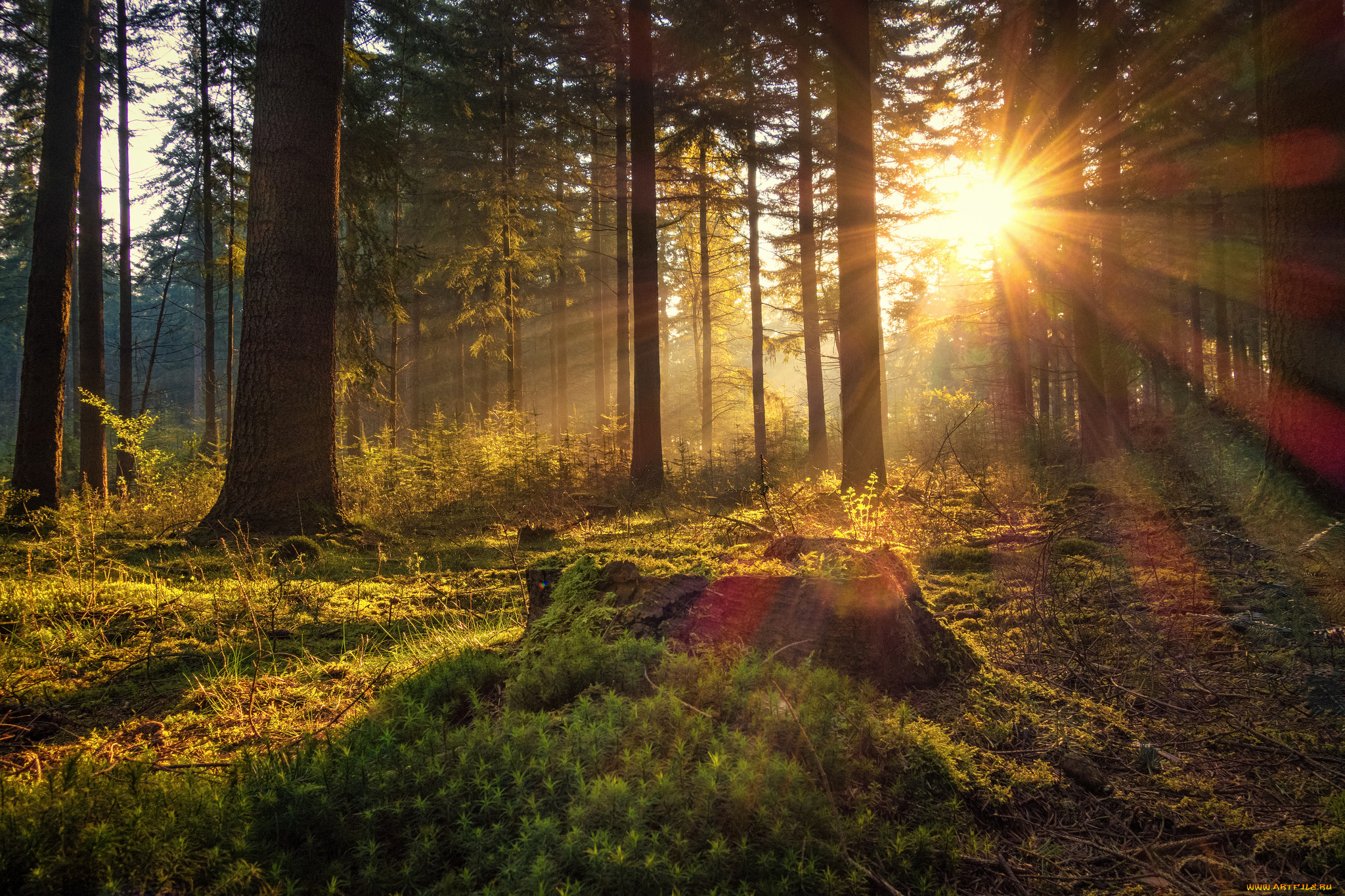 природа, лес, деревья