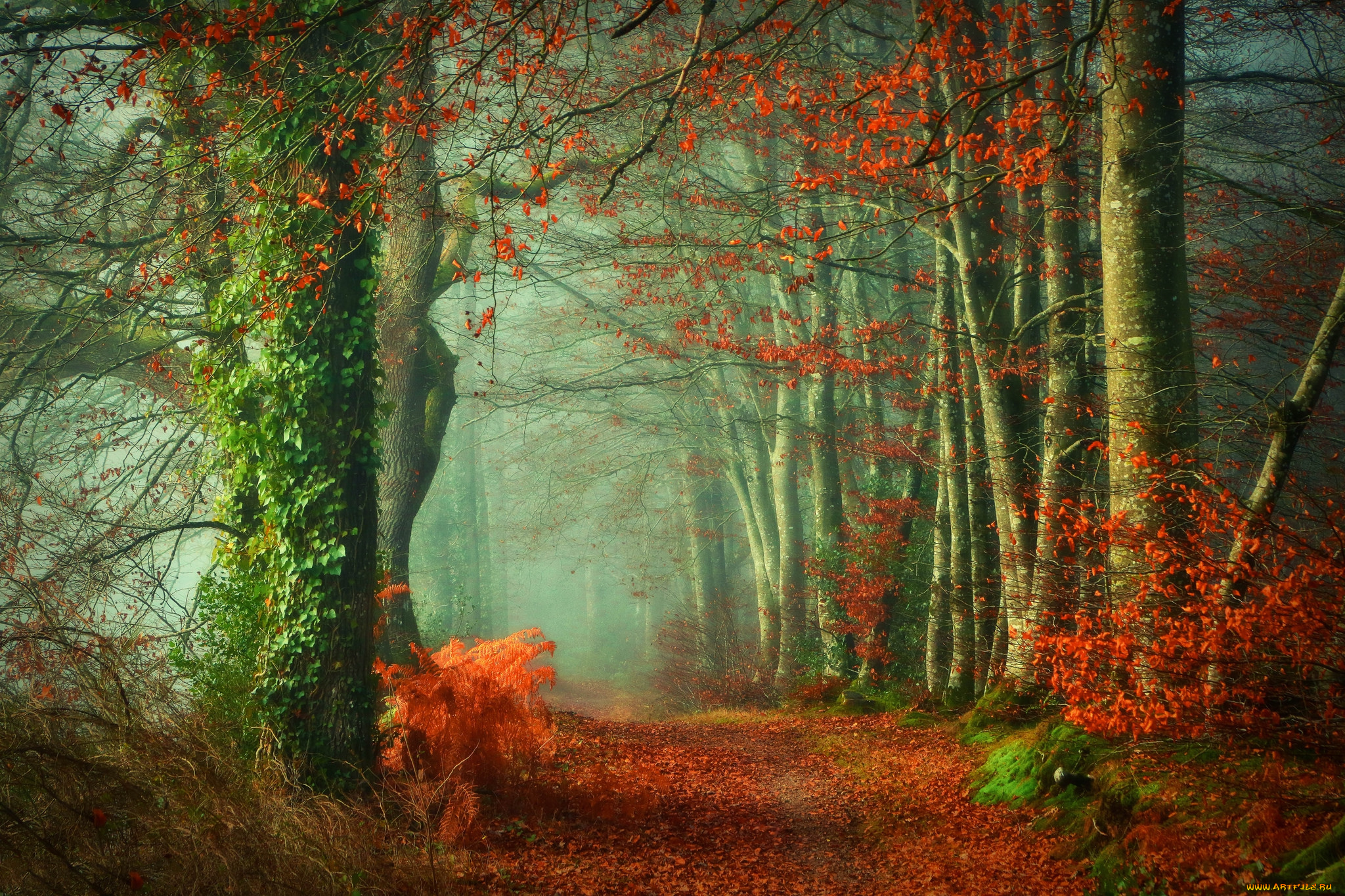 природа, лес, осень