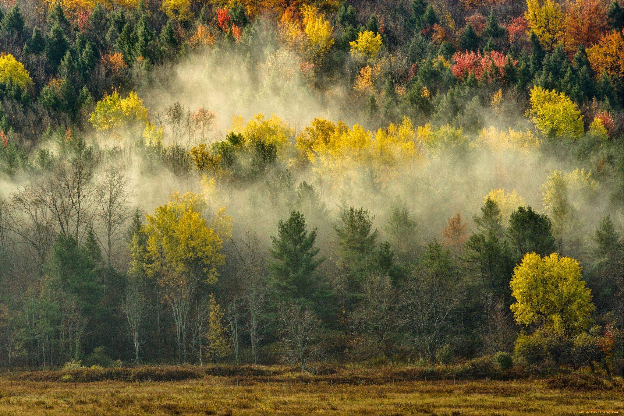 природа, лес, деревья