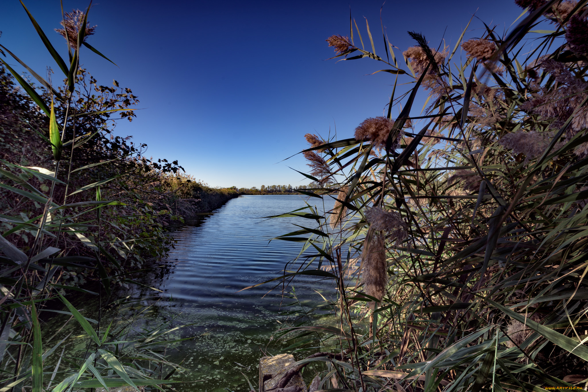 природа, реки, озера, деревья