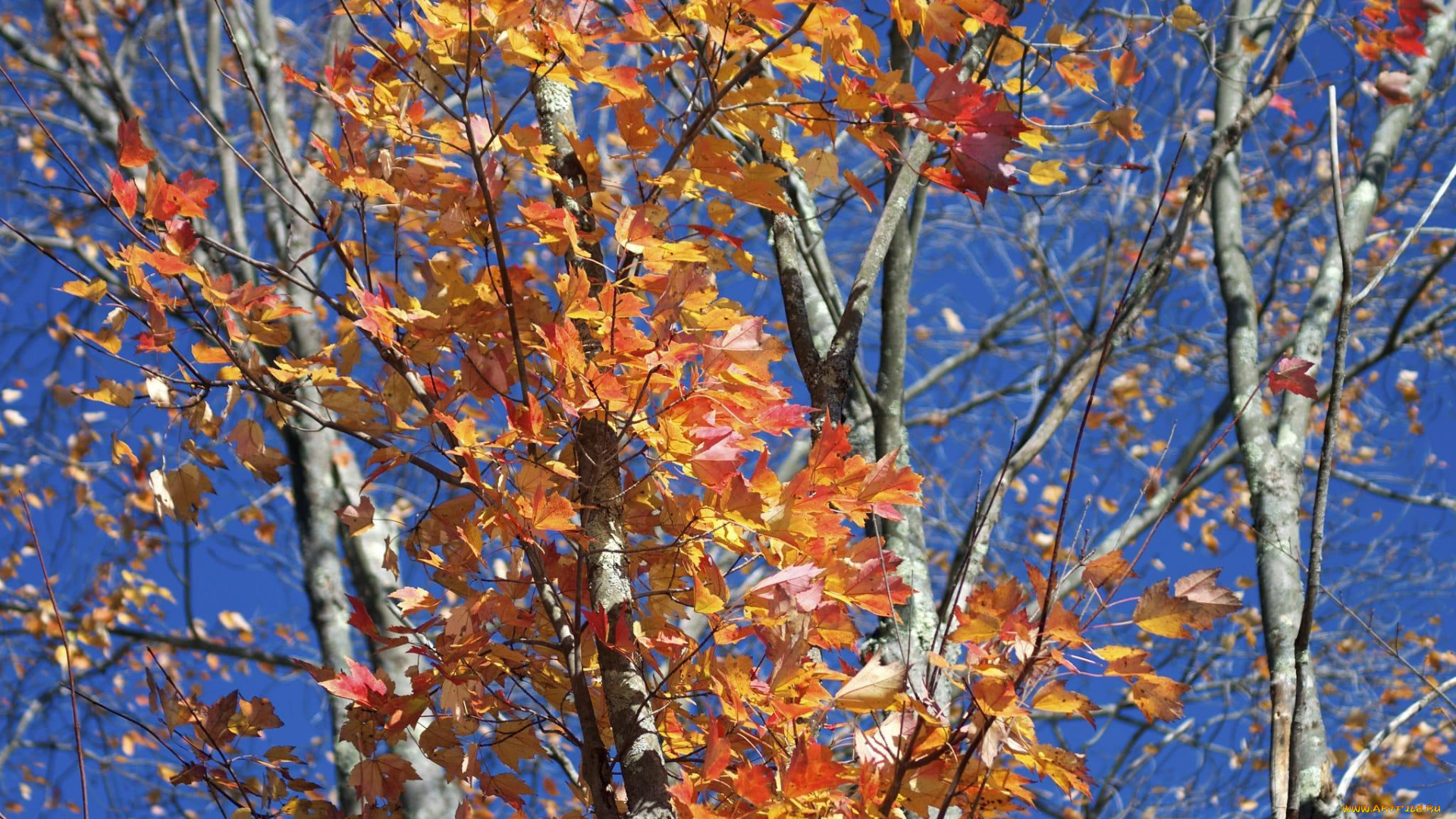природа, деревья, осень, ветки, листья, дерево, небо