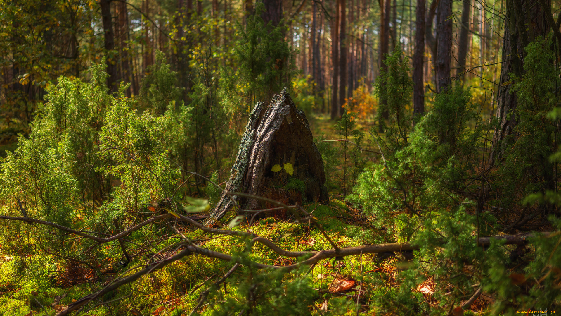 природа, лес, простор