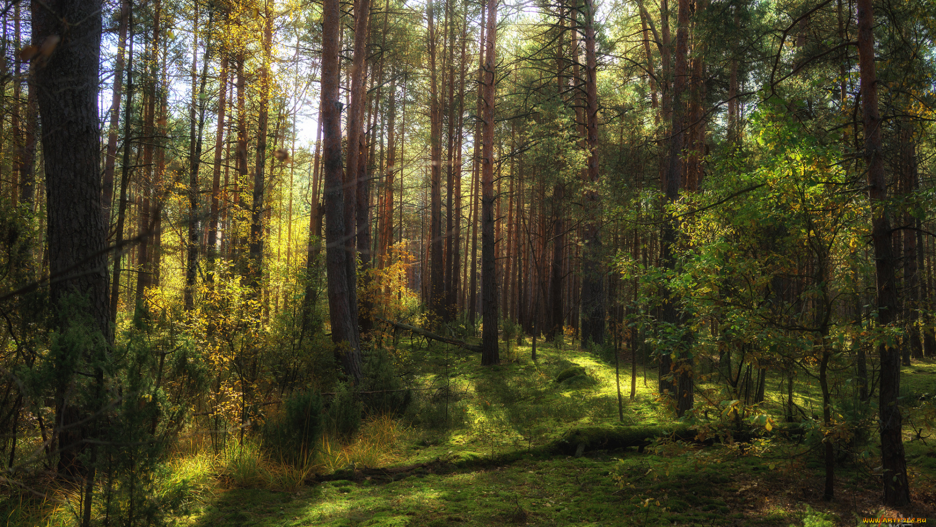 природа, лес, простор