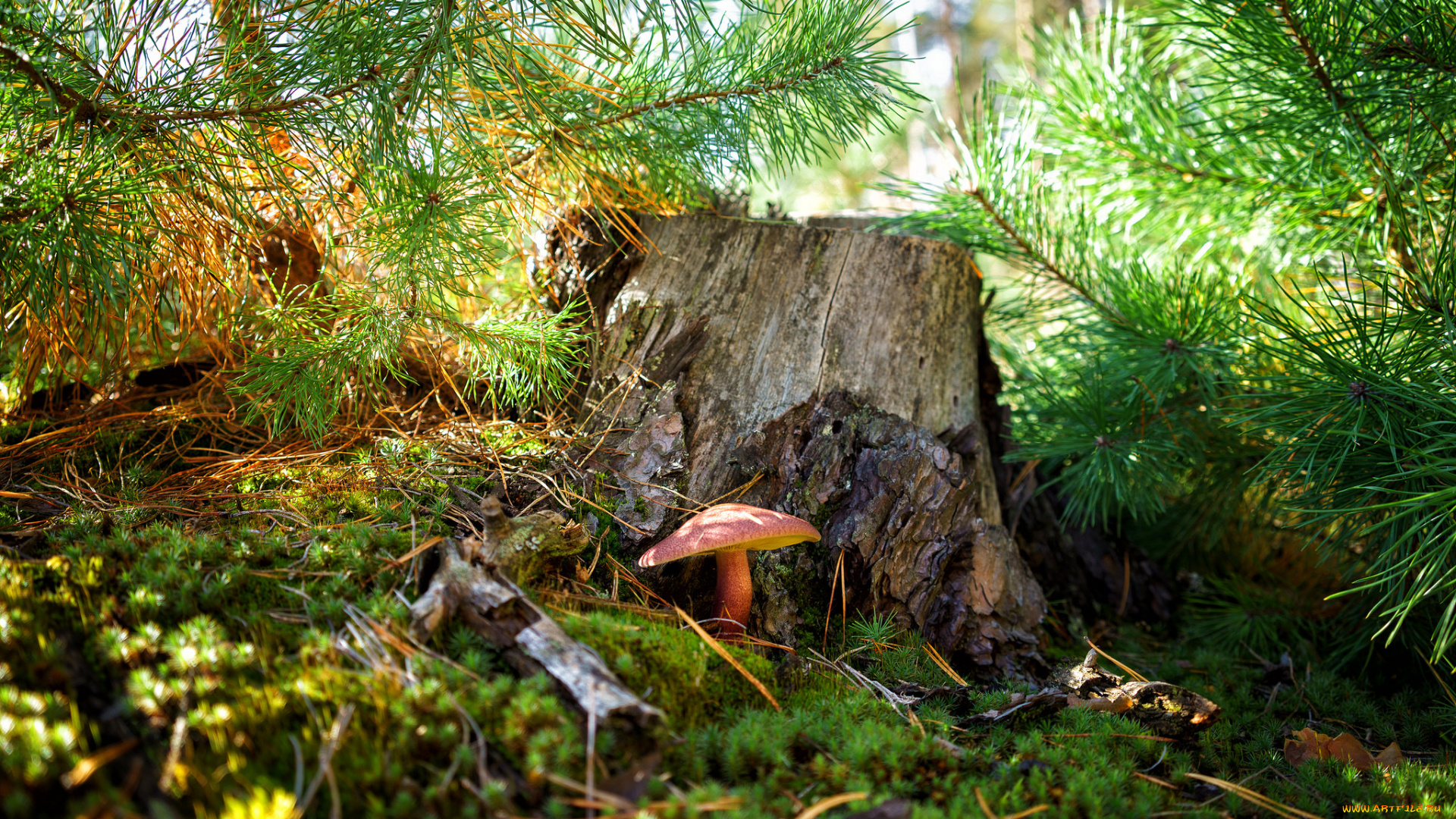 природа, лес, простор