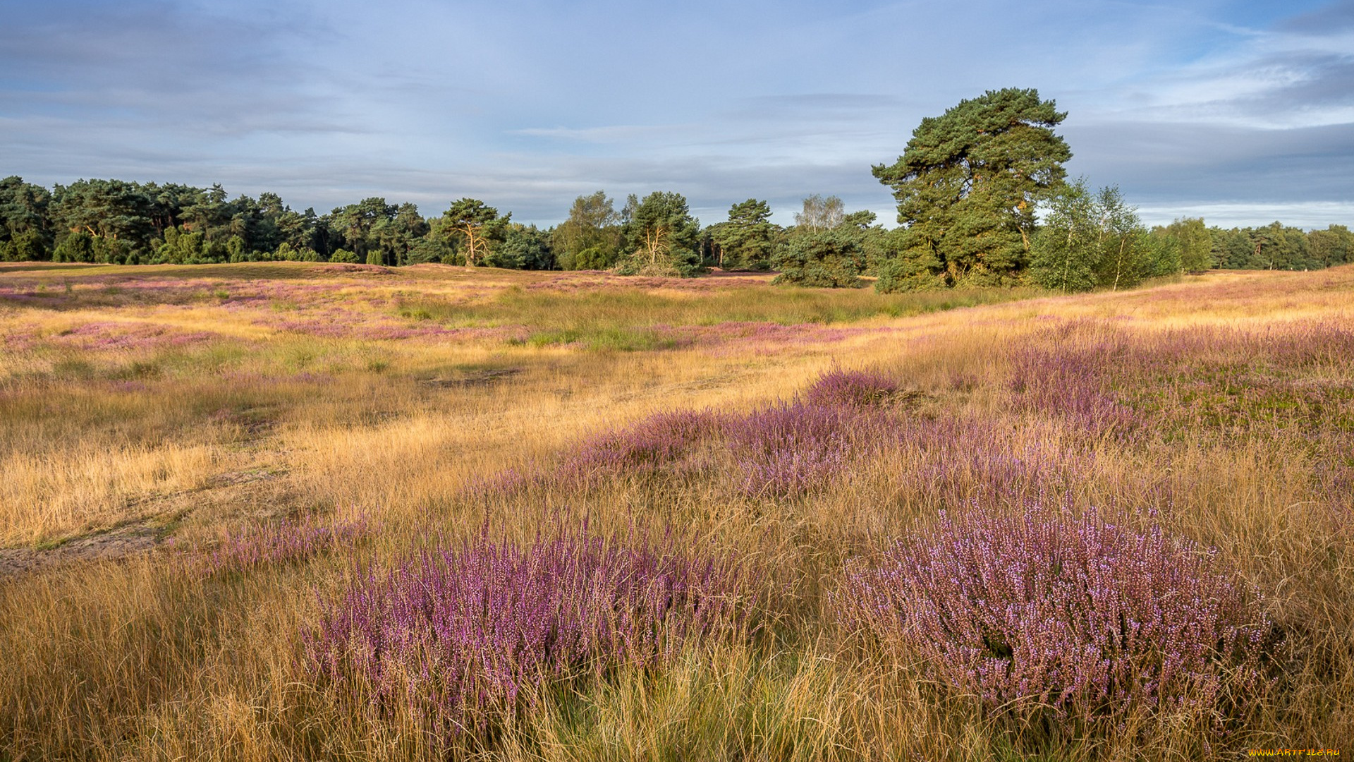 природа, луга, простор